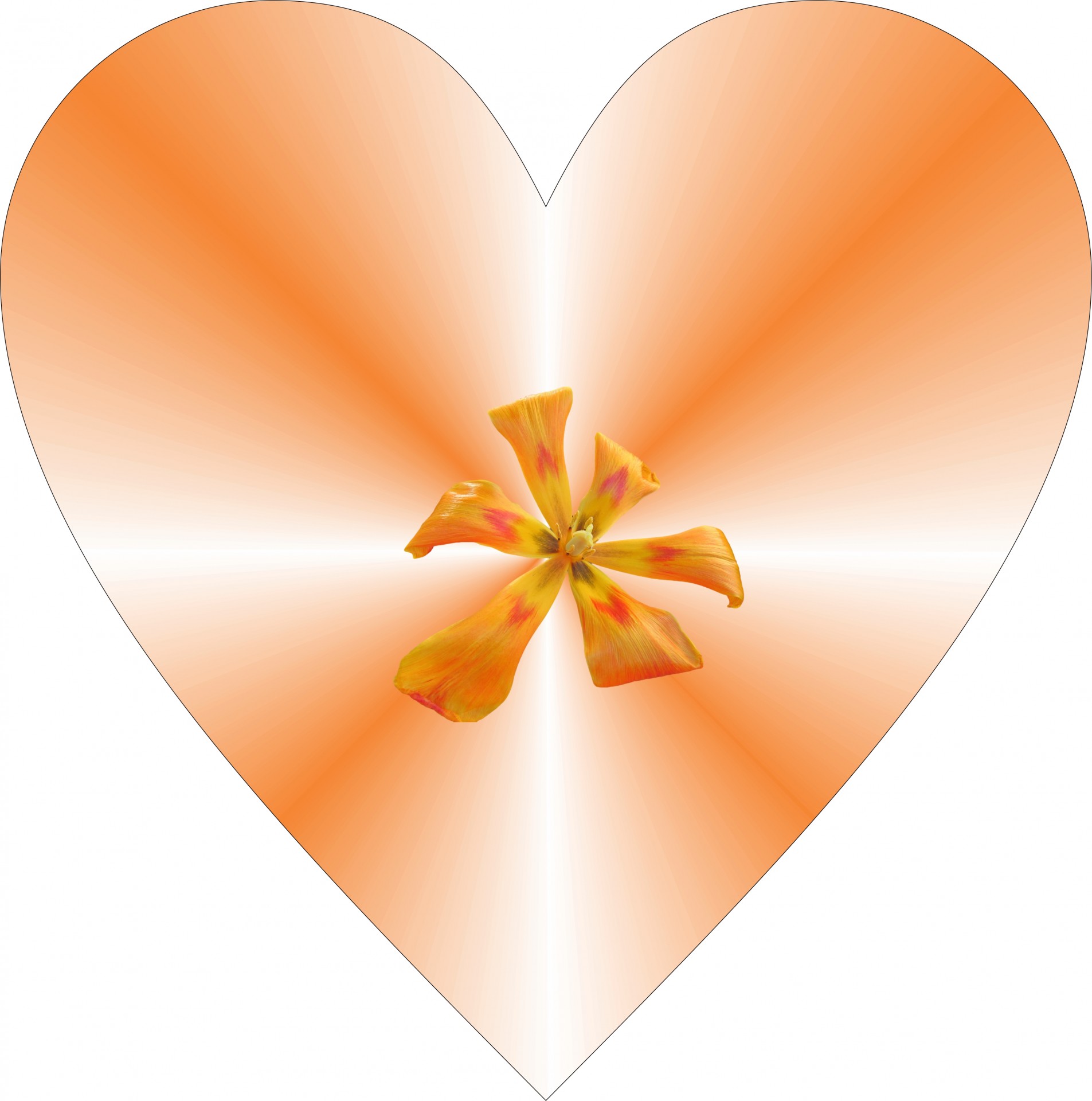 orange heart flower free photo