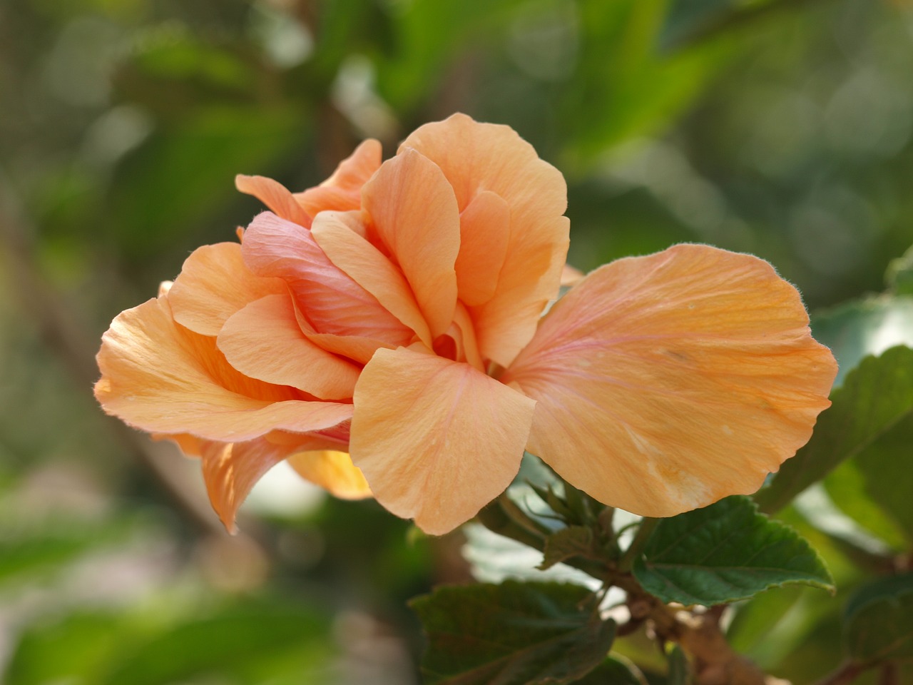 orange hibiscus  orange  hibiscus free photo
