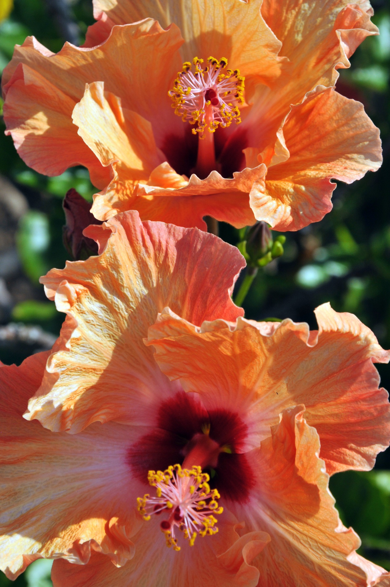 hibiscus flower flowers free photo