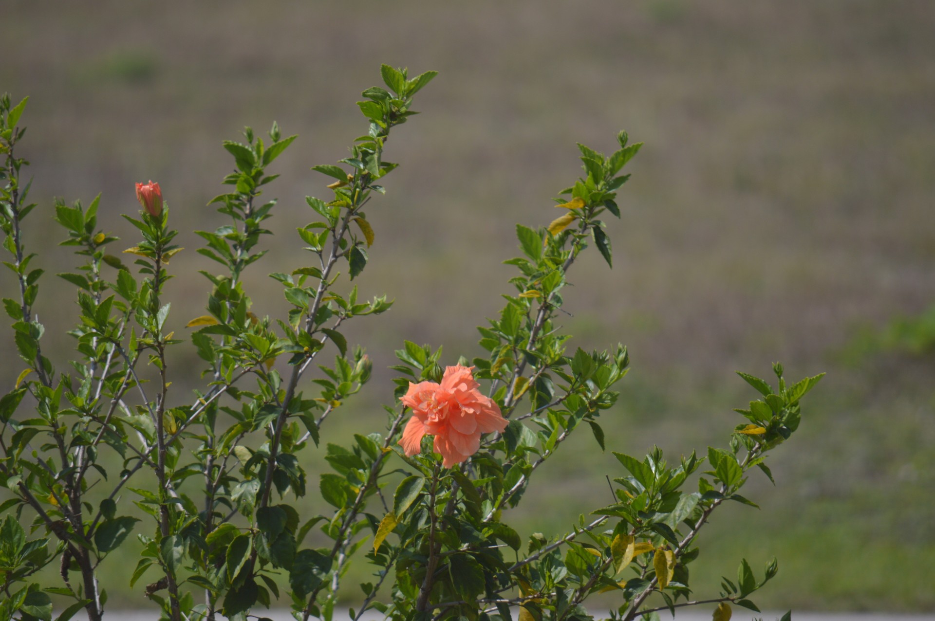 hibiscus flowers bush free photo