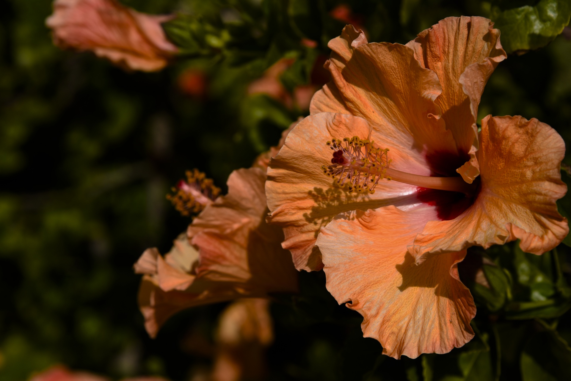 flower hibiscus flowers free photo