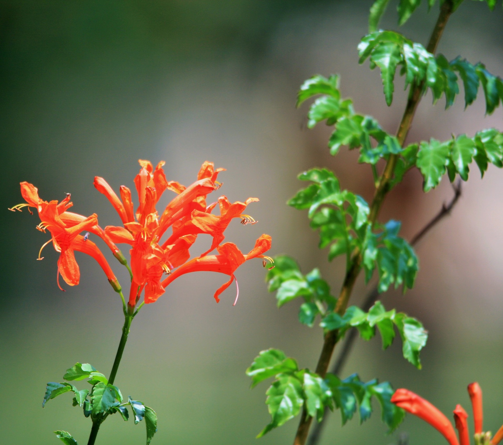 creeper flowers orange free photo