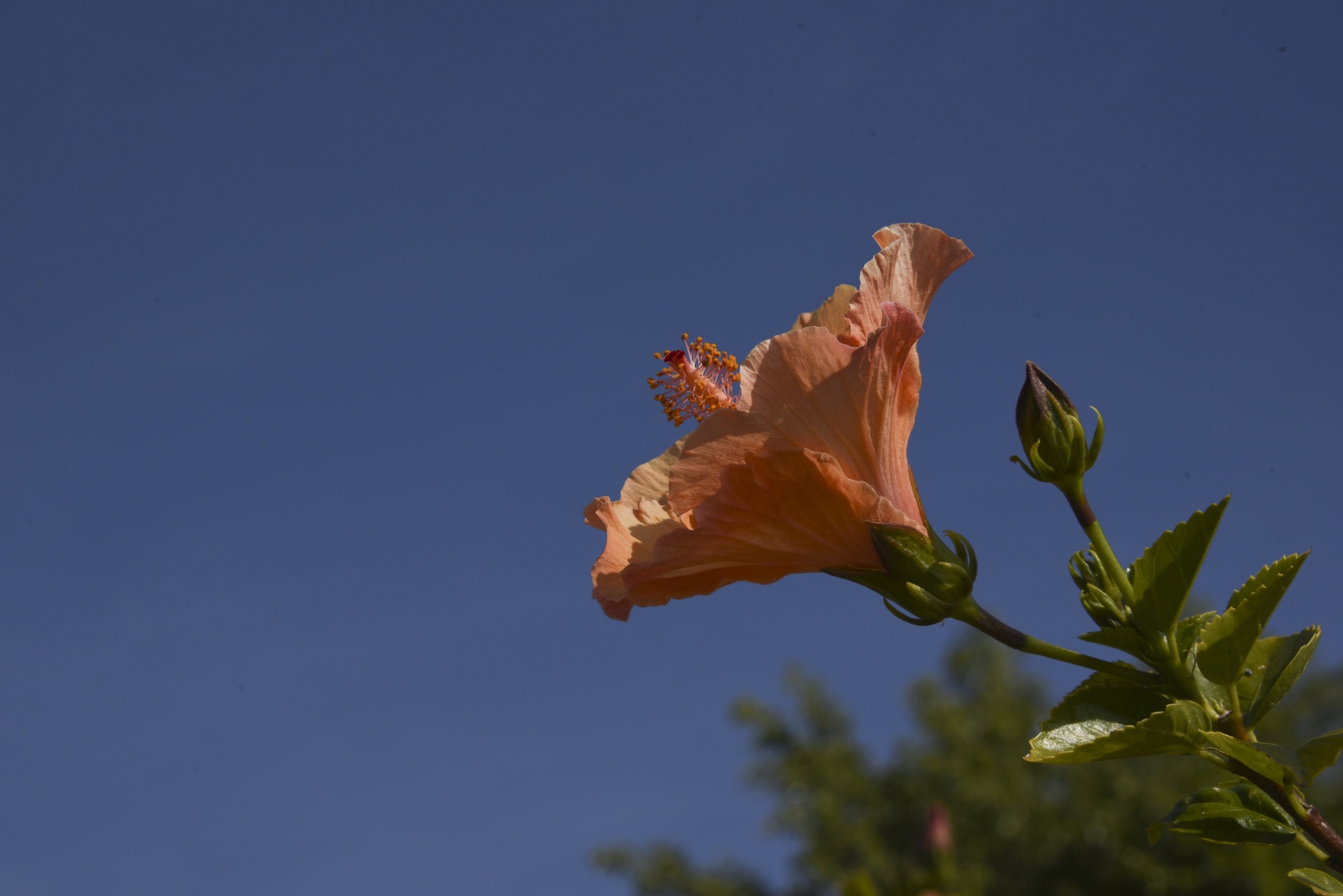 hibiscus flower orange free photo