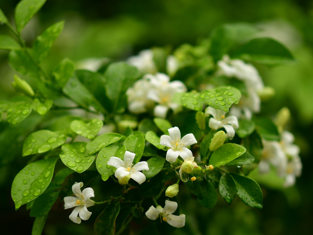 orange jasmine  white flowers  fragrance free photo