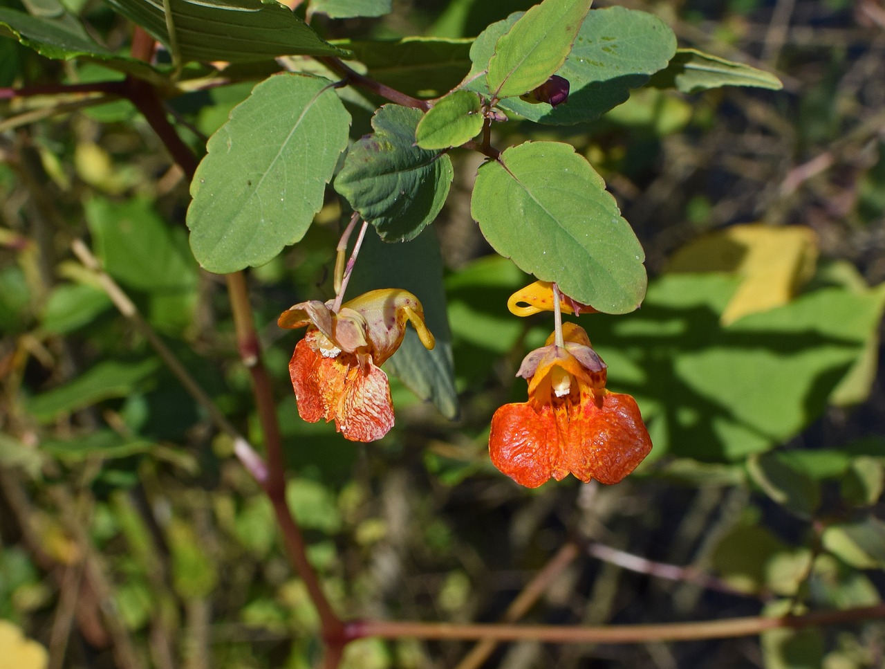 orange jewelweed touch-me-not impatiens free photo