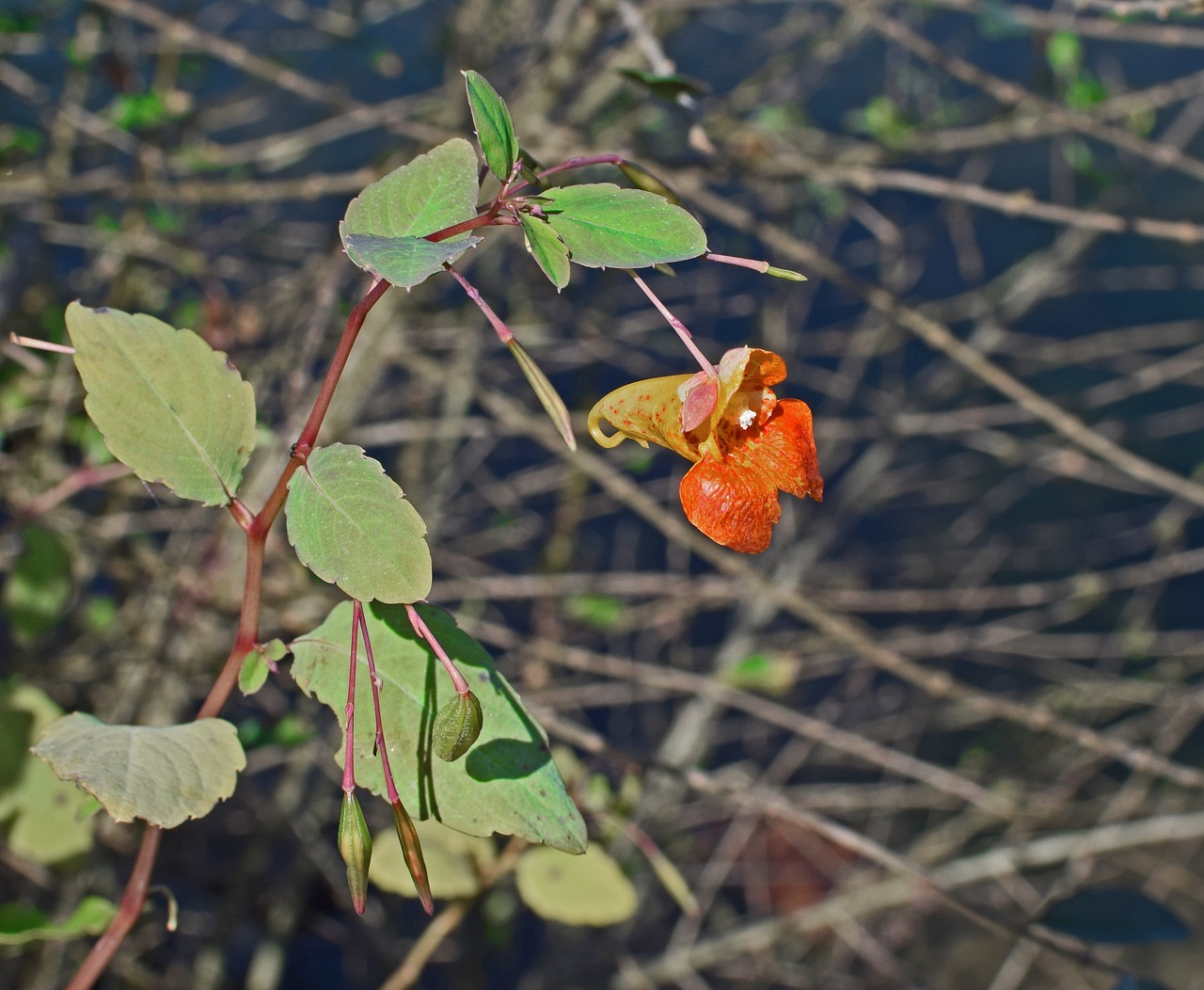 orange jewelweed touch-me-not impatiens free photo