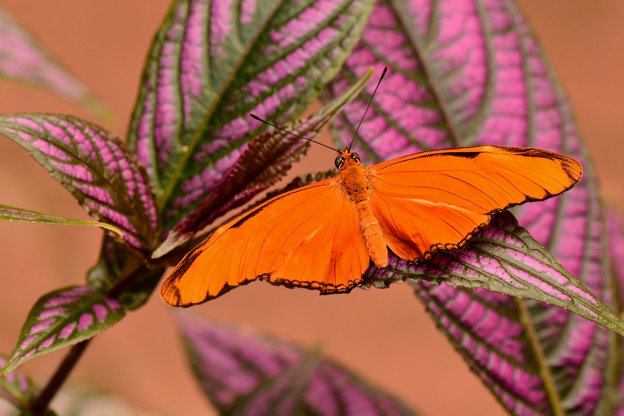 orange julia butterfly wings free photo