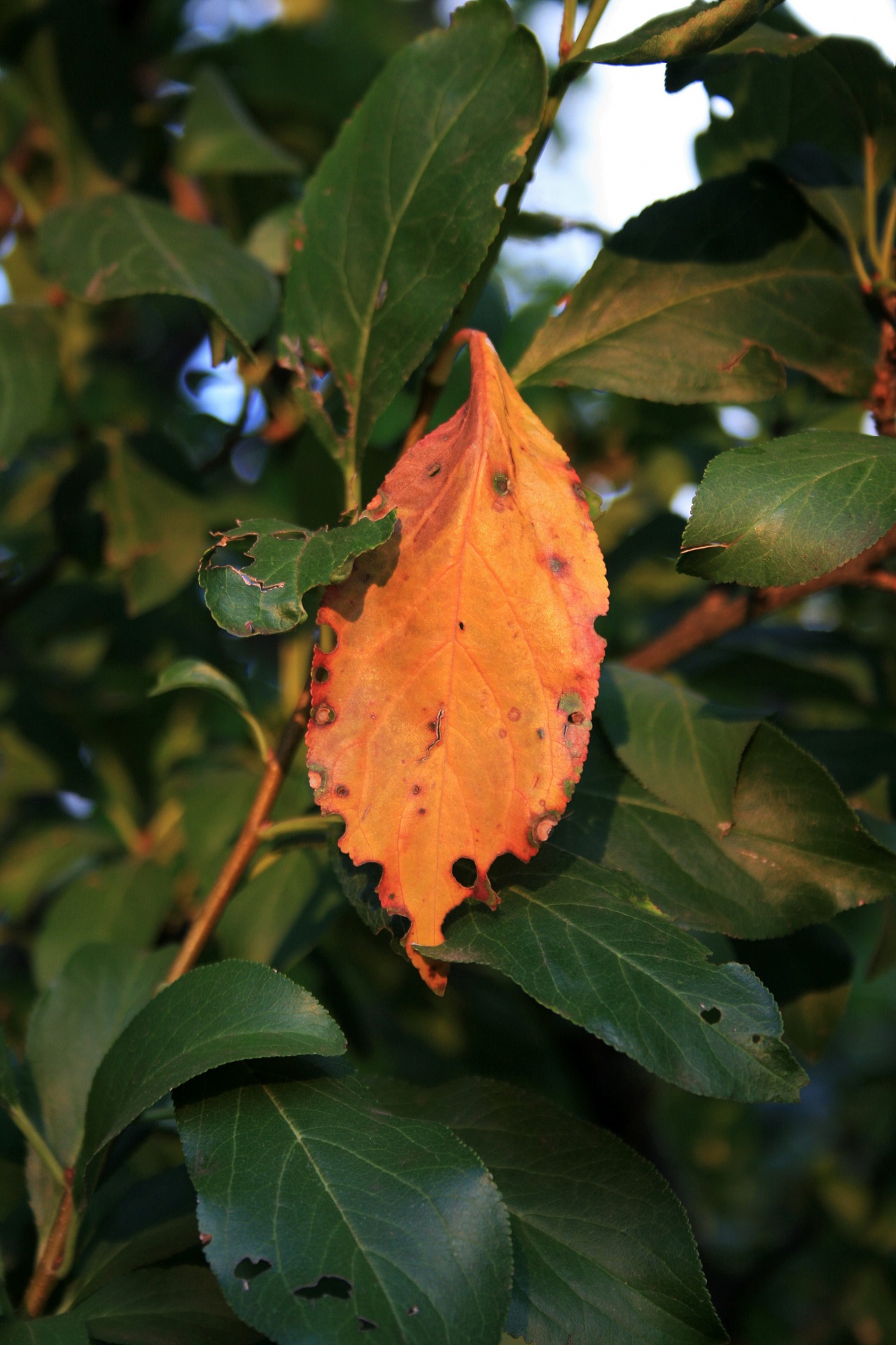 foliage leaf orange free photo