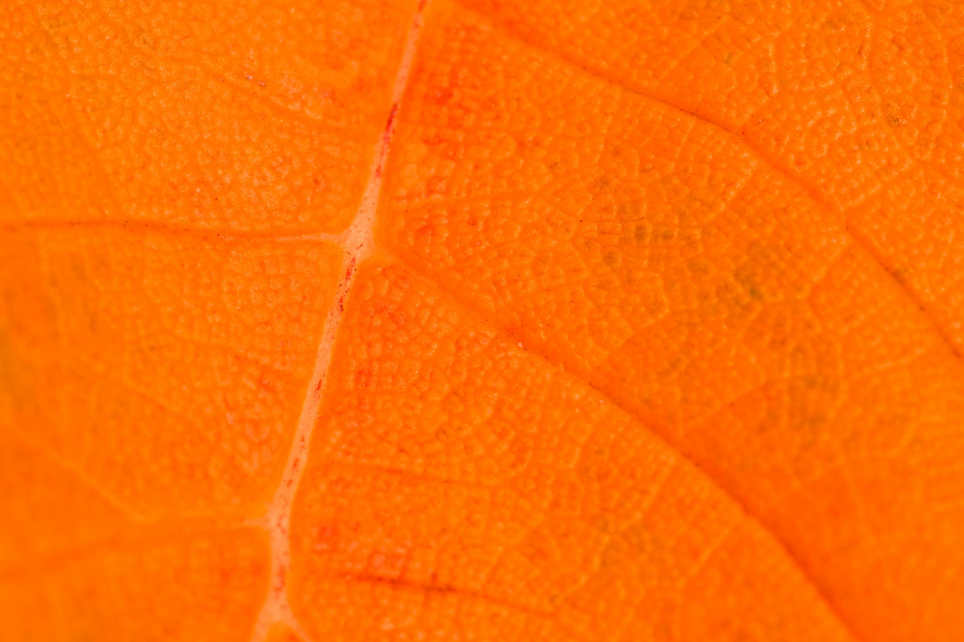 Оранжевые листья