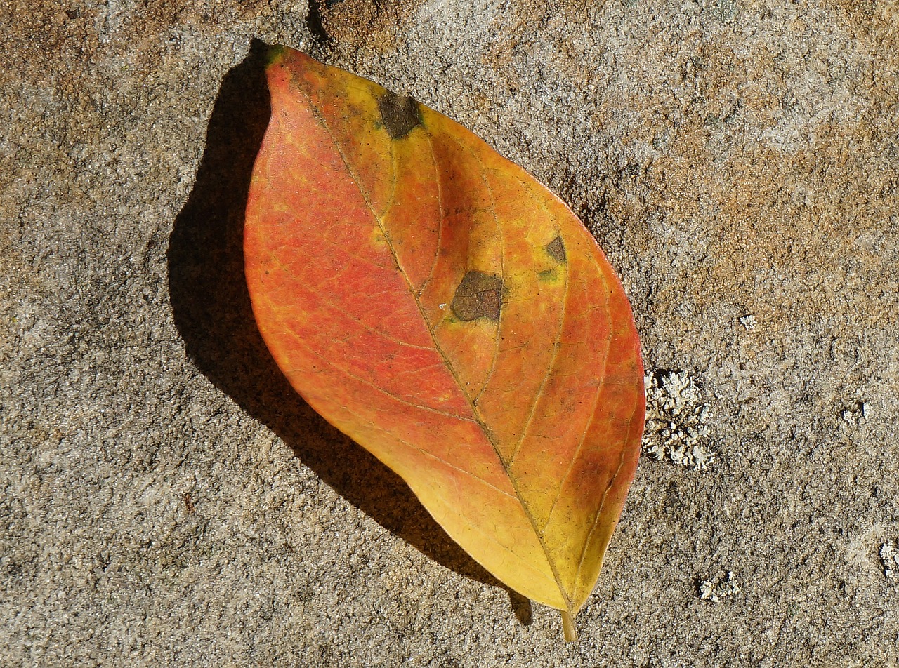 orange leaf on stone wall leaf plant free photo