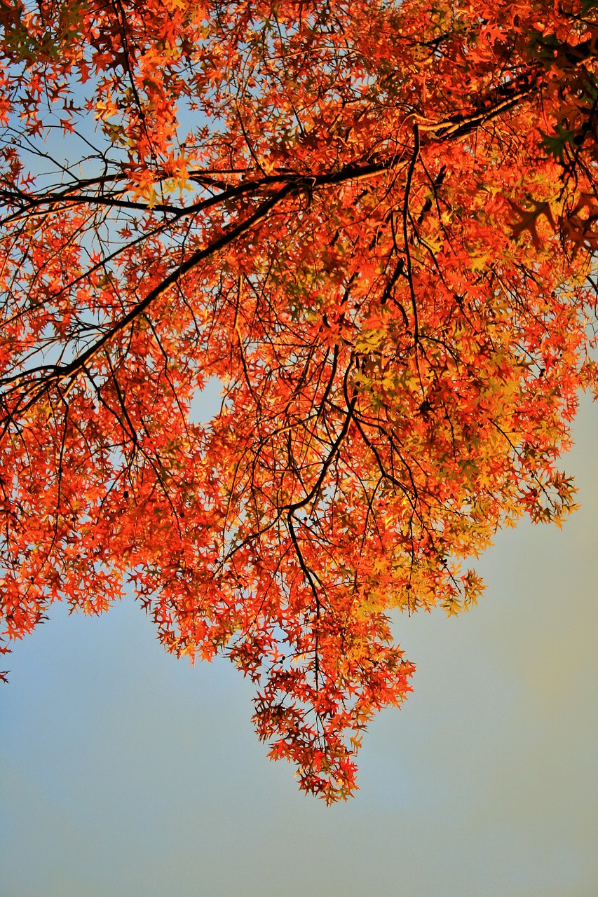 orange leaves tree leaves free photo