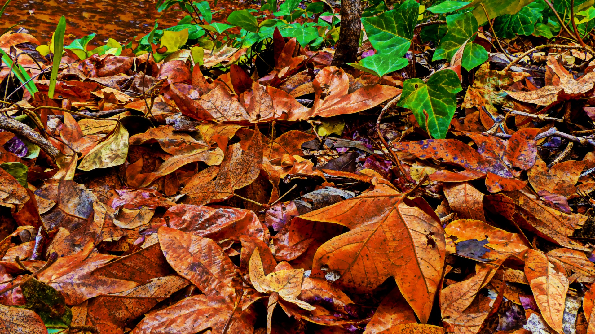 background ground leaves free photo