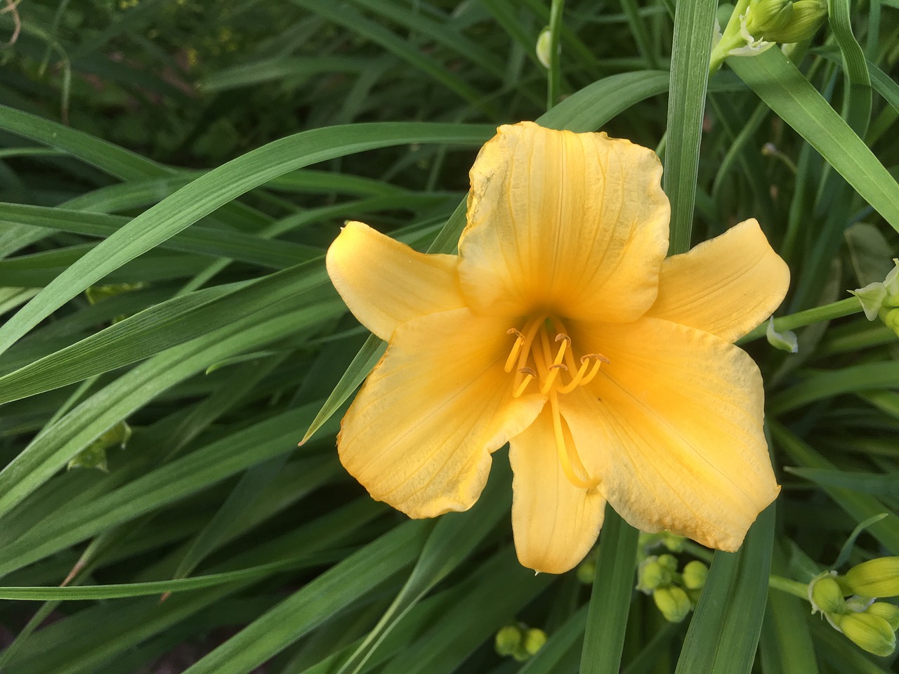 orange lilly garden flower free photo