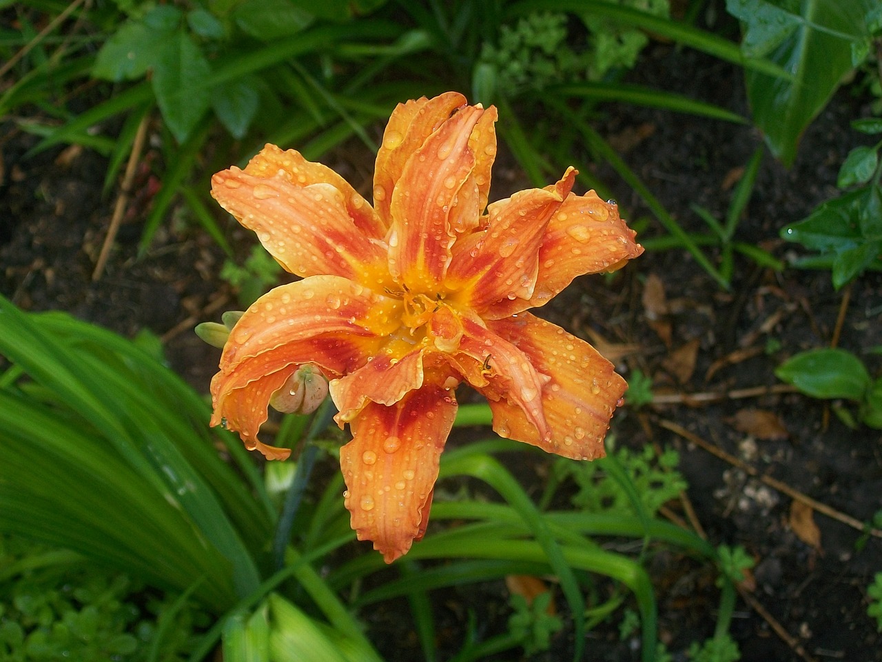 orange lily flower spring free photo