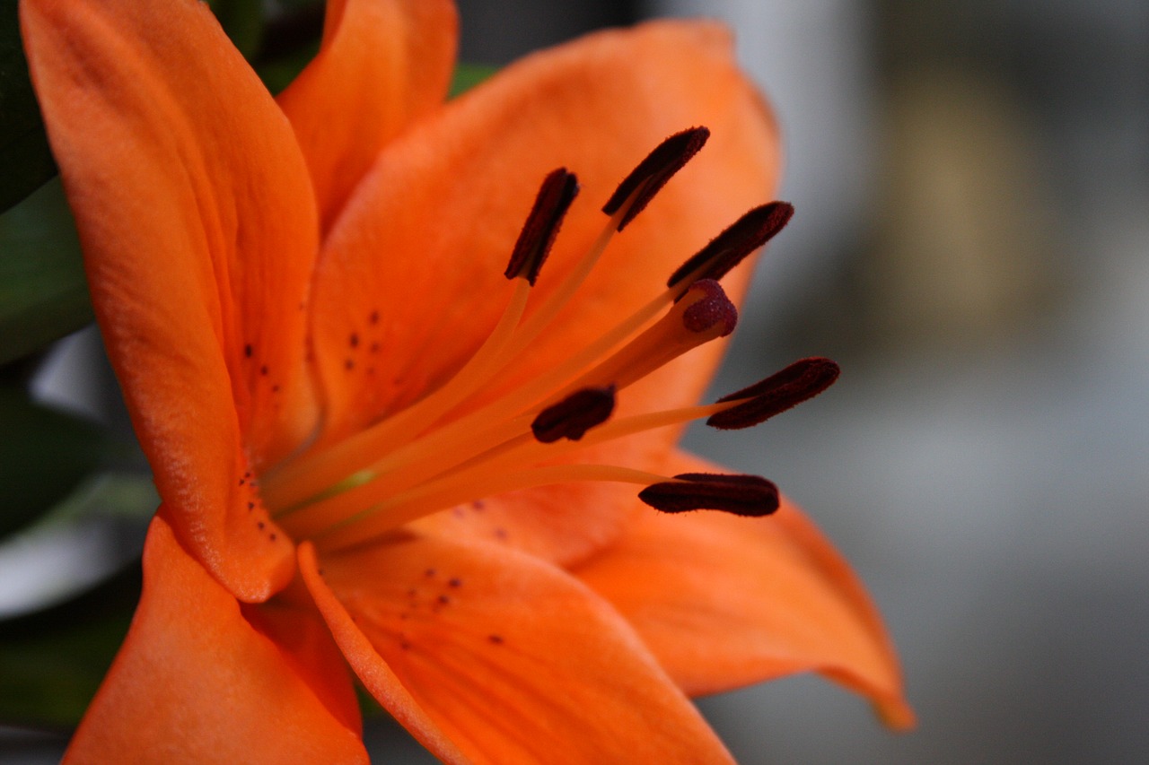 orange lily flower blooming free photo