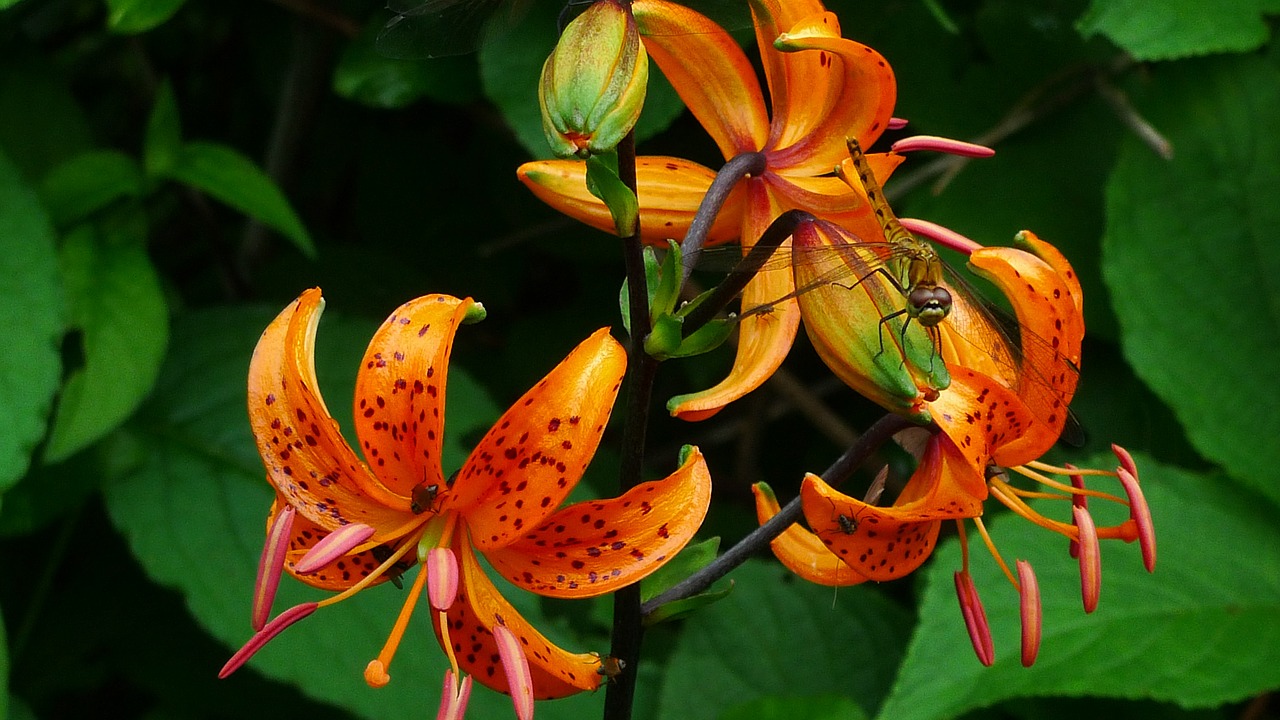 orange lily wildflower dragonfly free photo