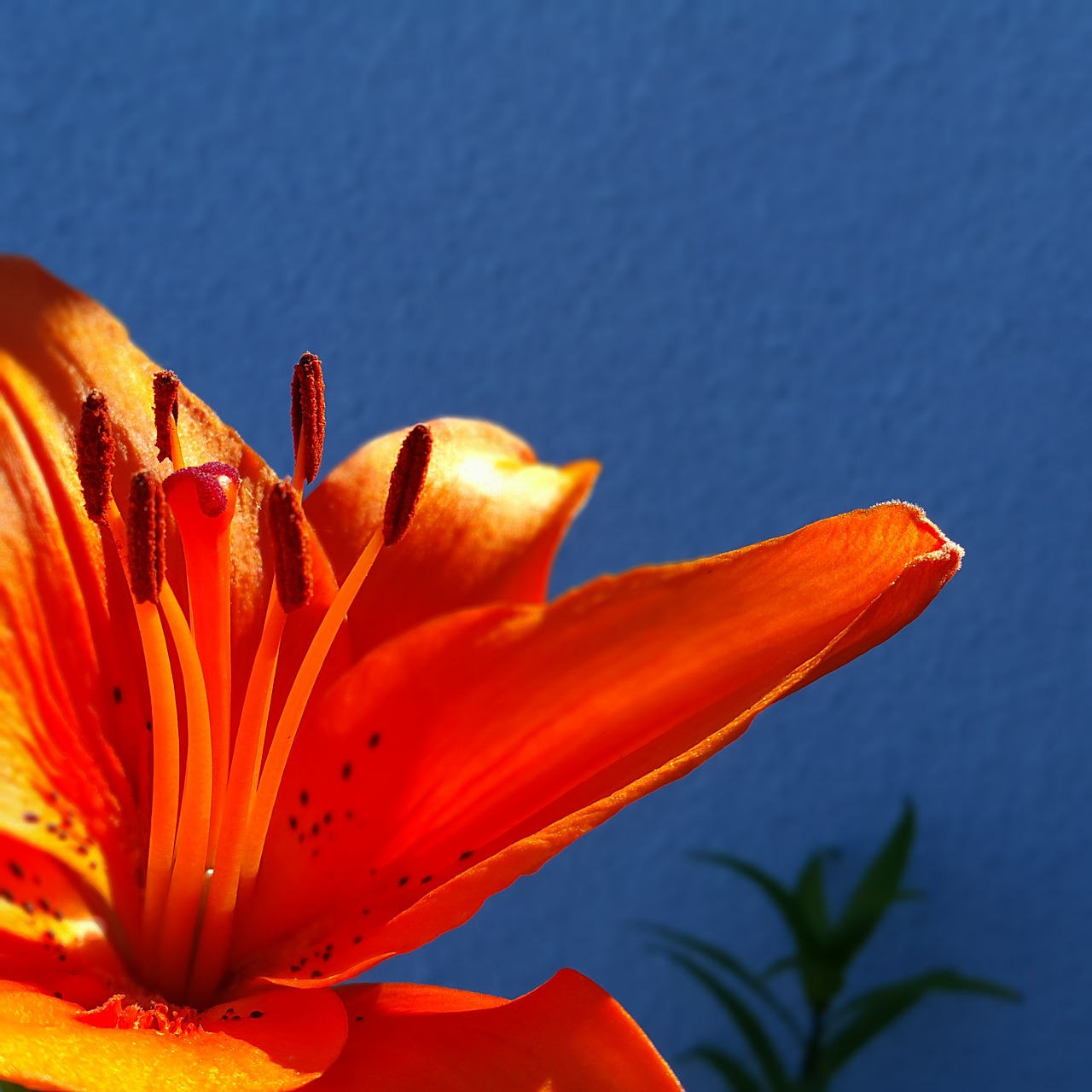 orange lily flower spring free photo