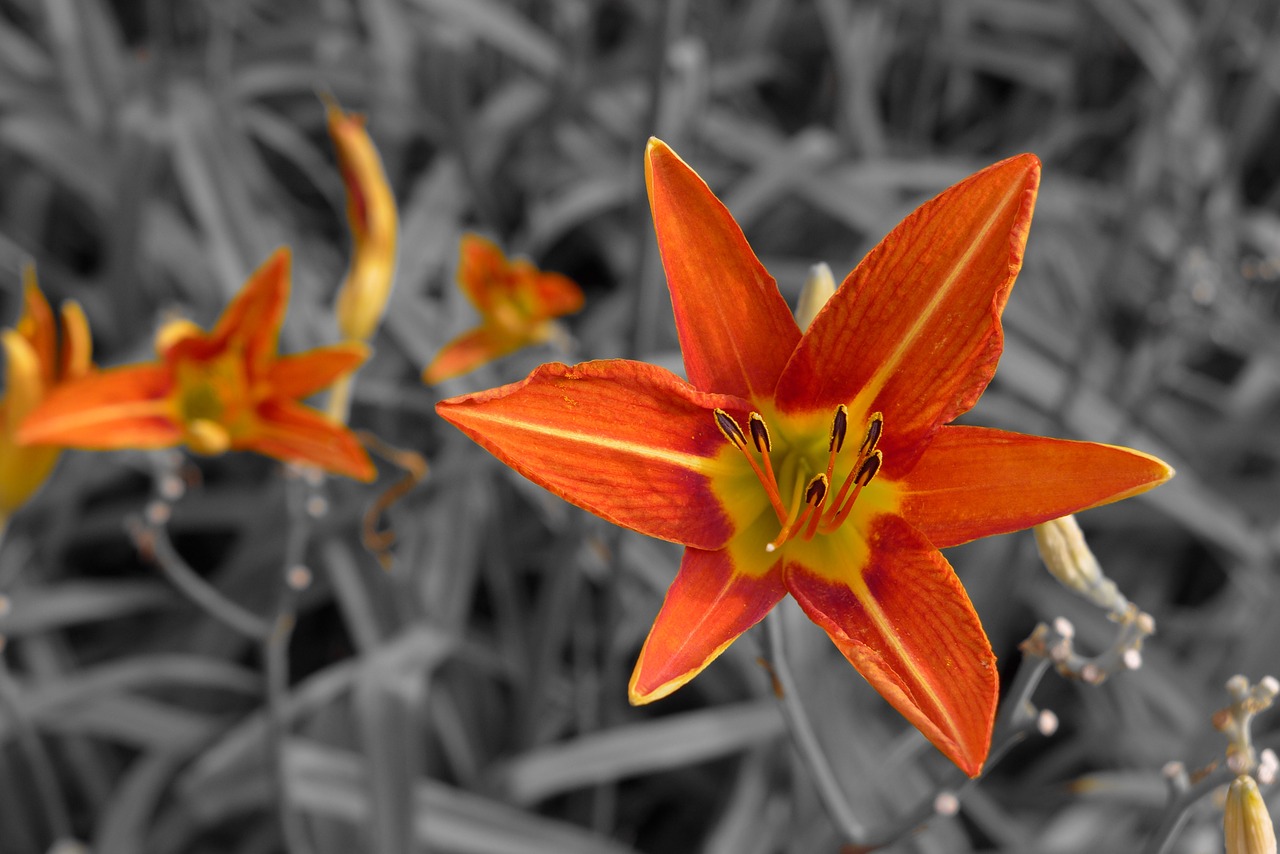 orange lily monochrome flower free photo