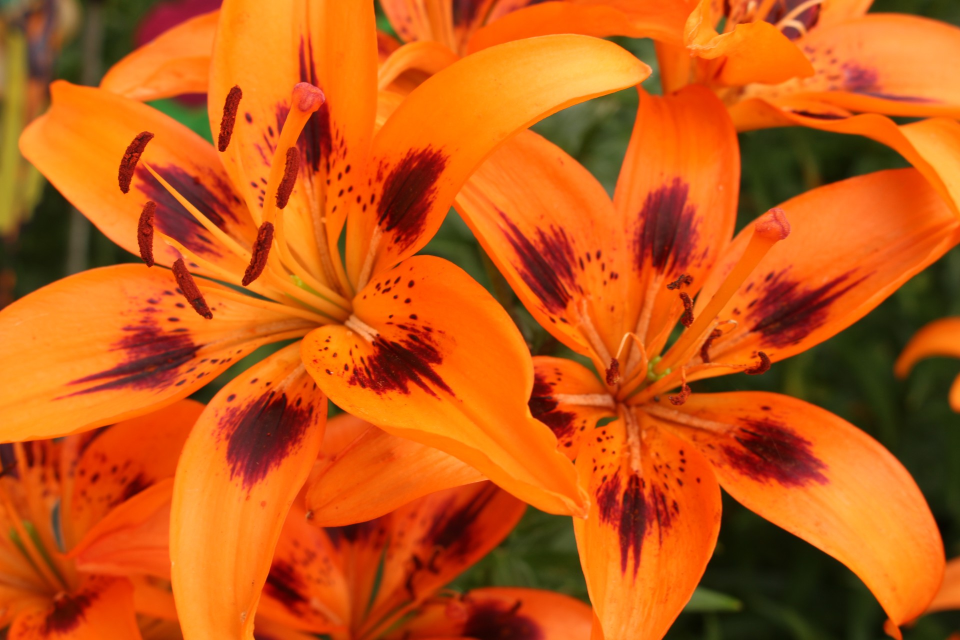 orange lily flowers free photo