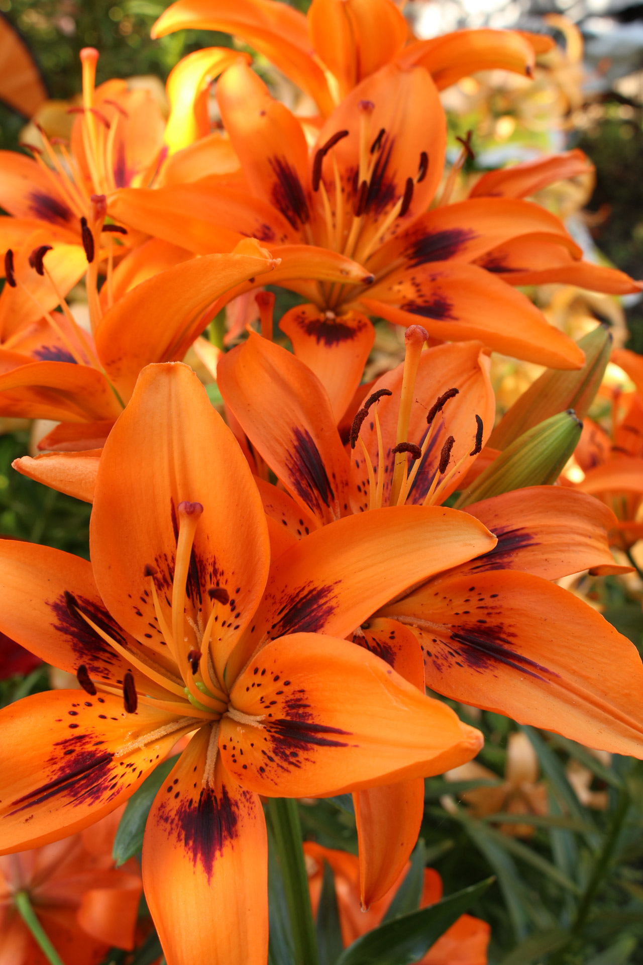 orange lily flowers free photo