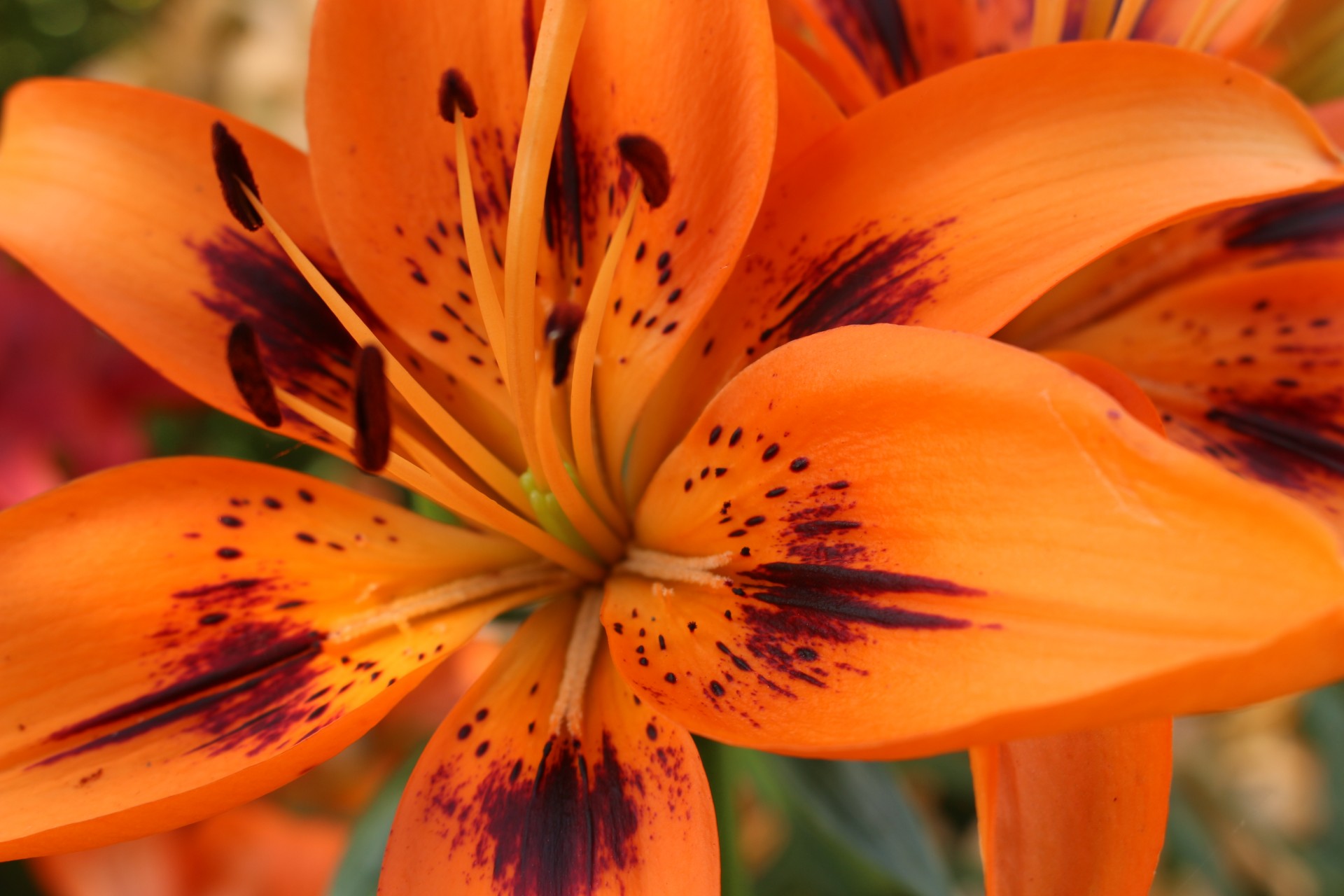 orange lily flowers free photo