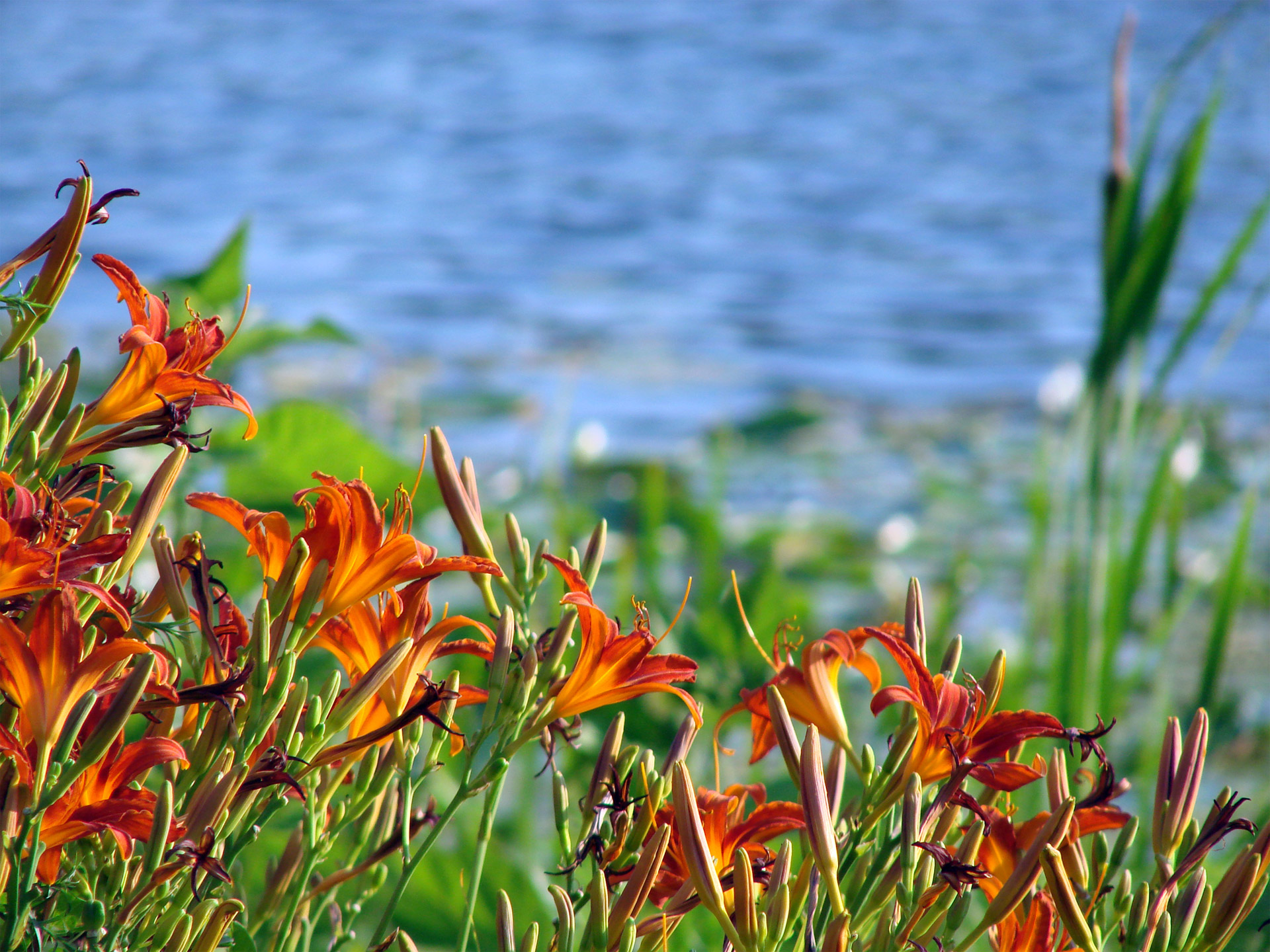 beautiful orange lily blue lake free photo
