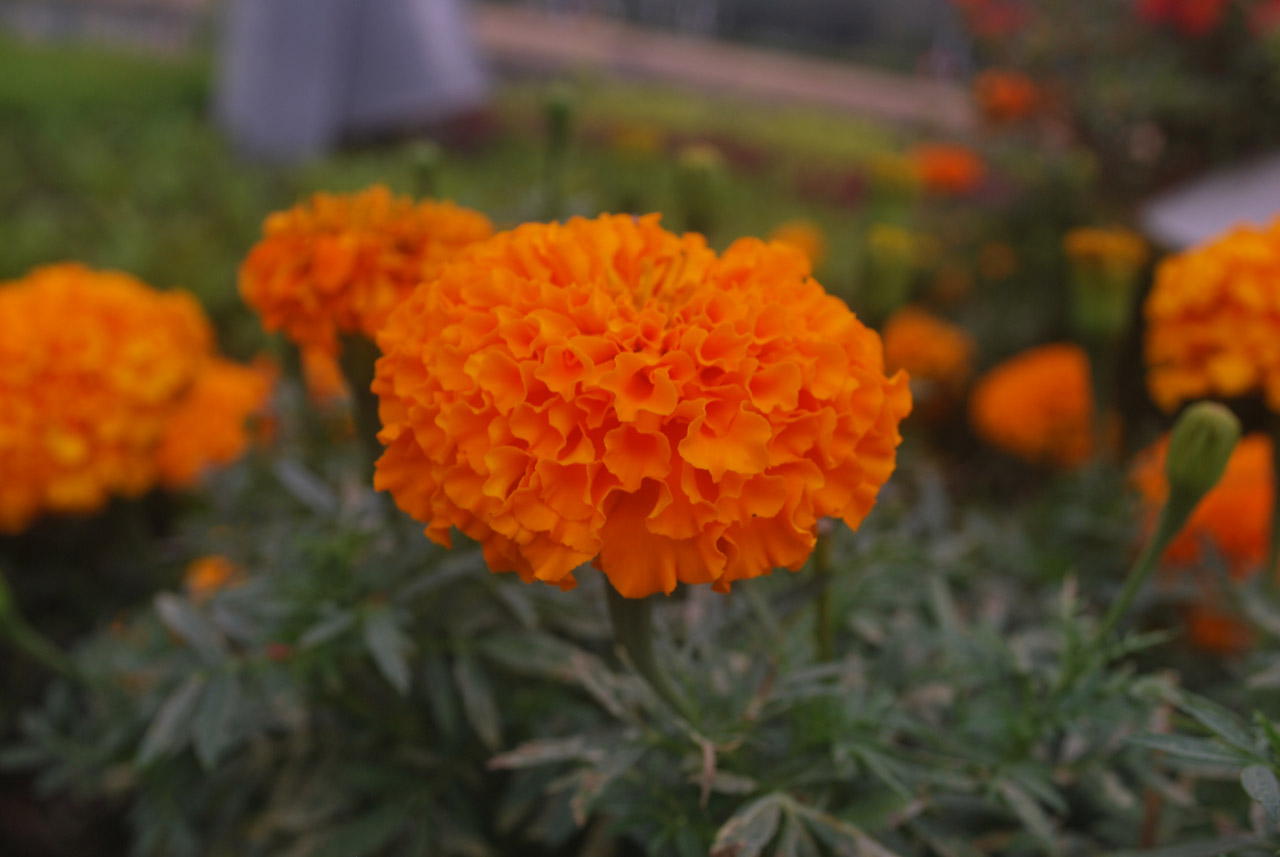 marigold flower orange free photo