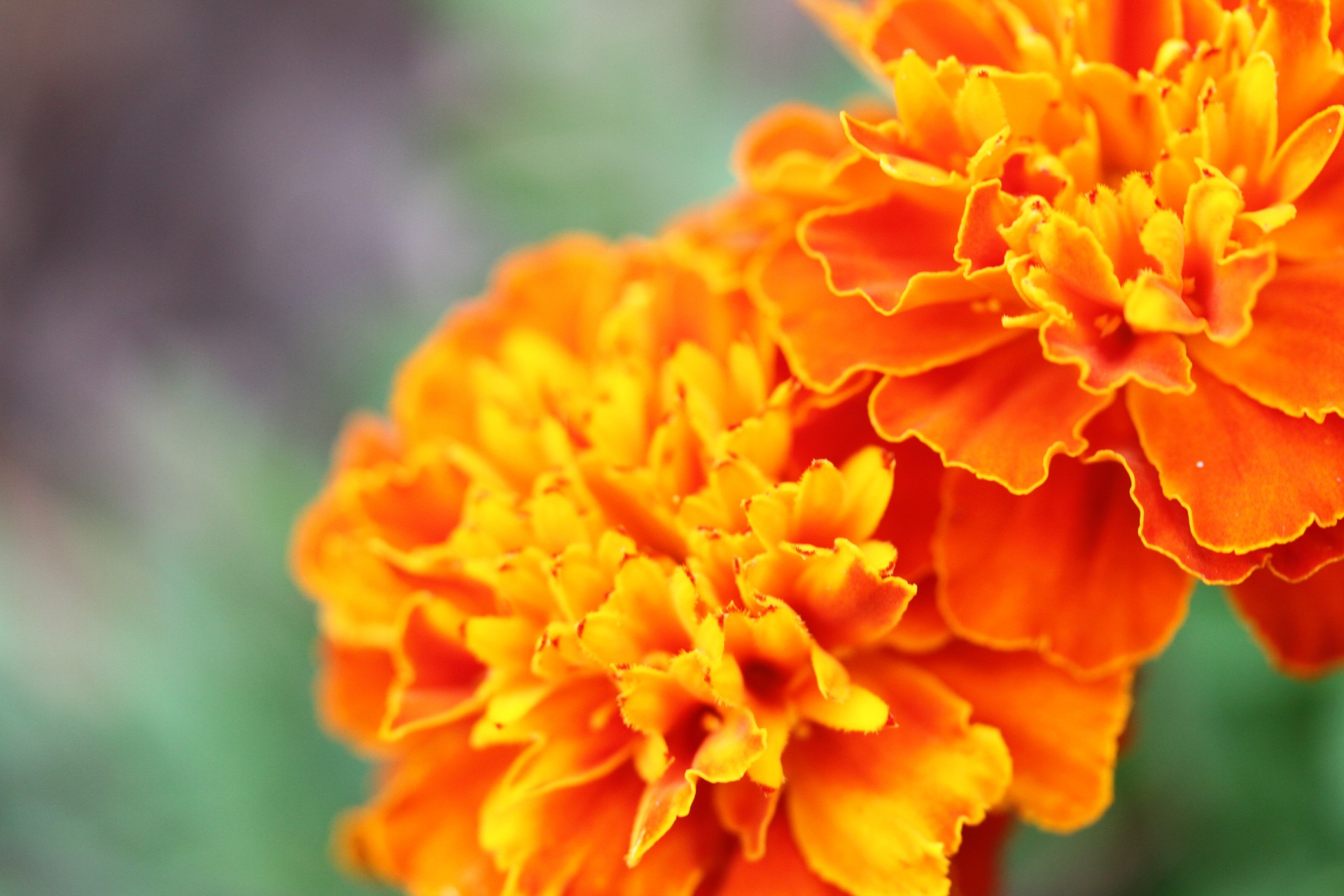 orange flower marigold free photo