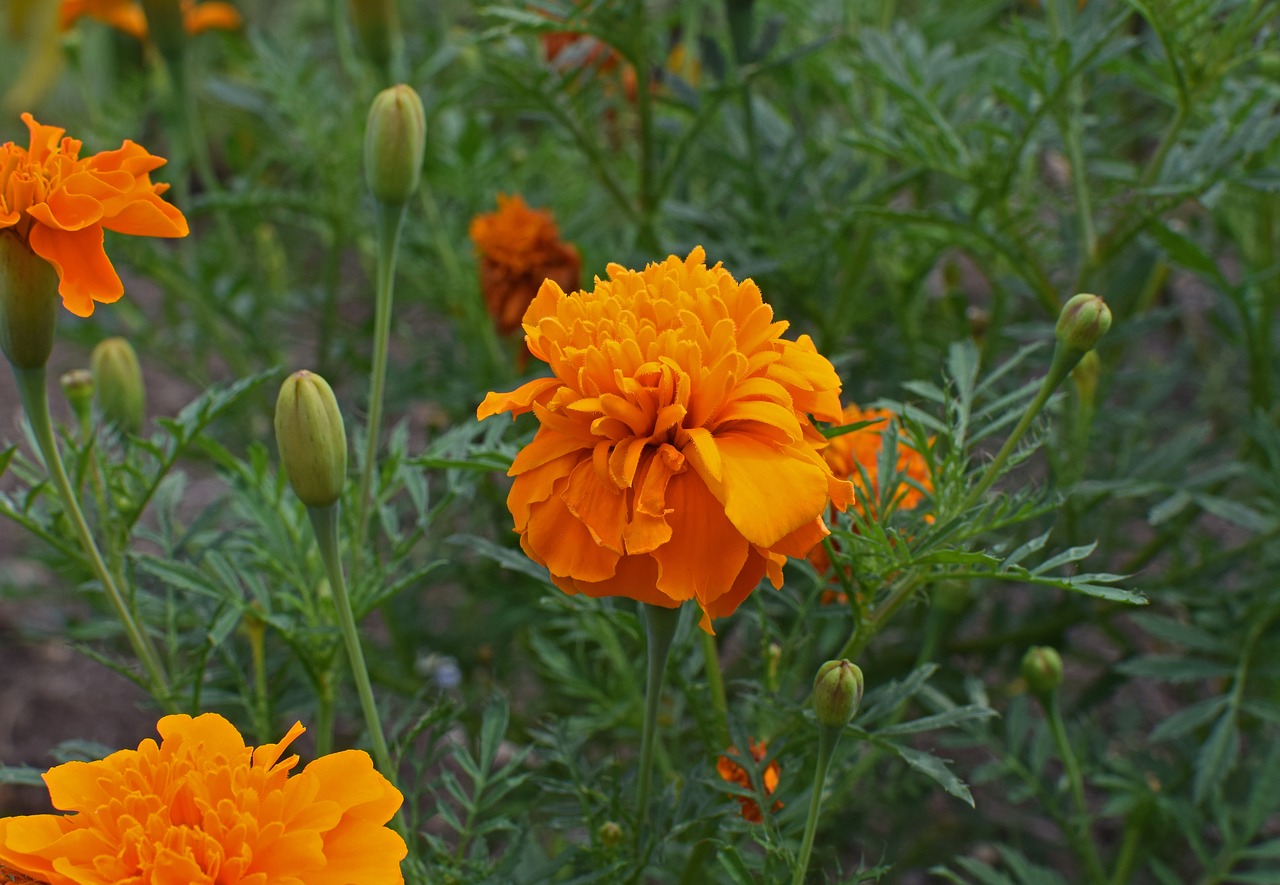 orange marigold flower blossom free photo