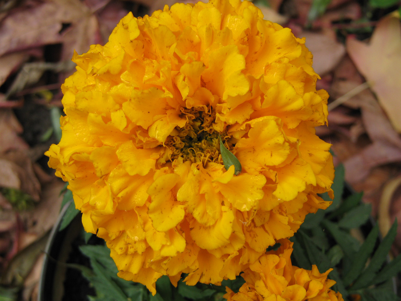 marigold flower orange free photo