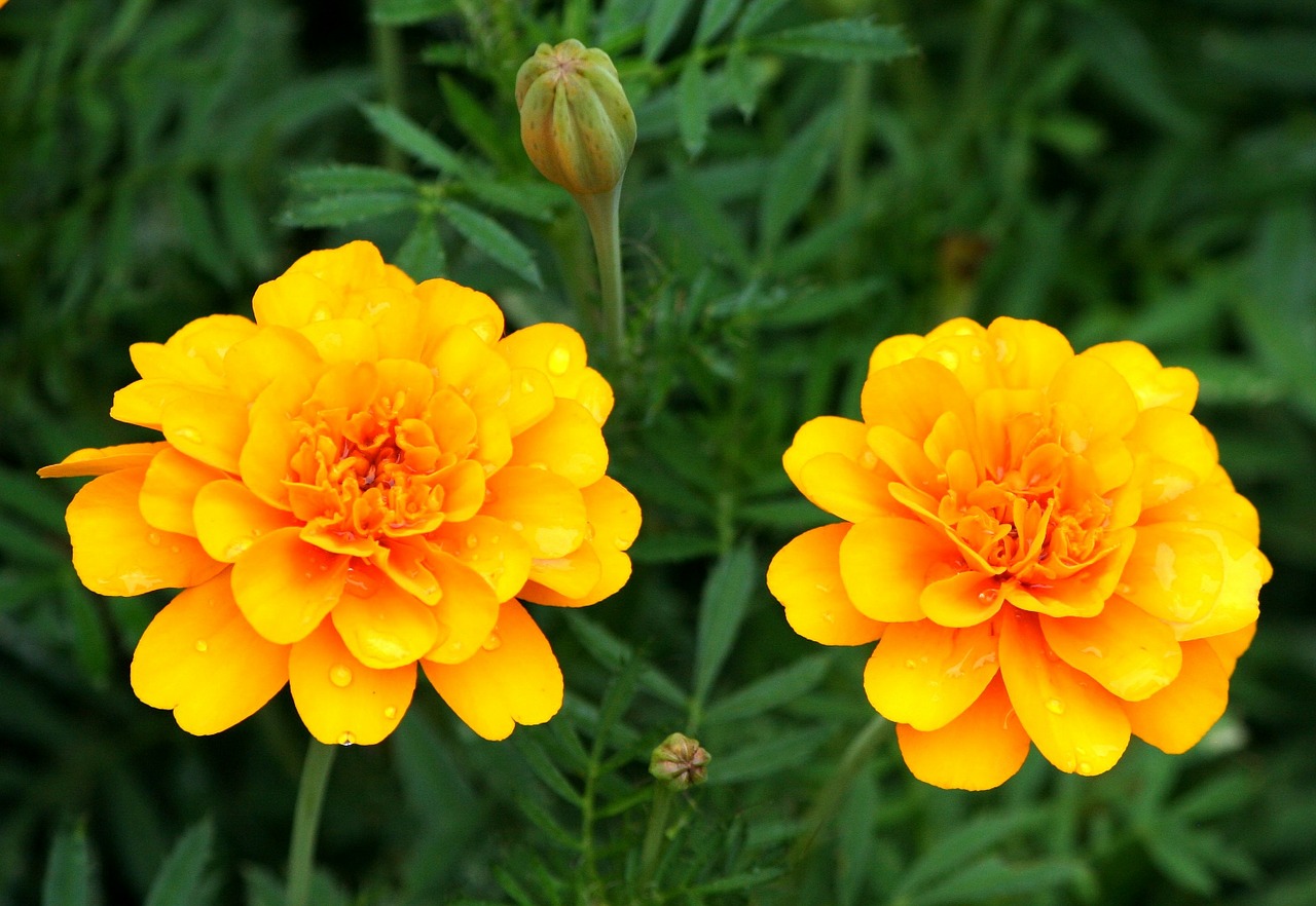 orange marigolds gerber daisy flowers free photo