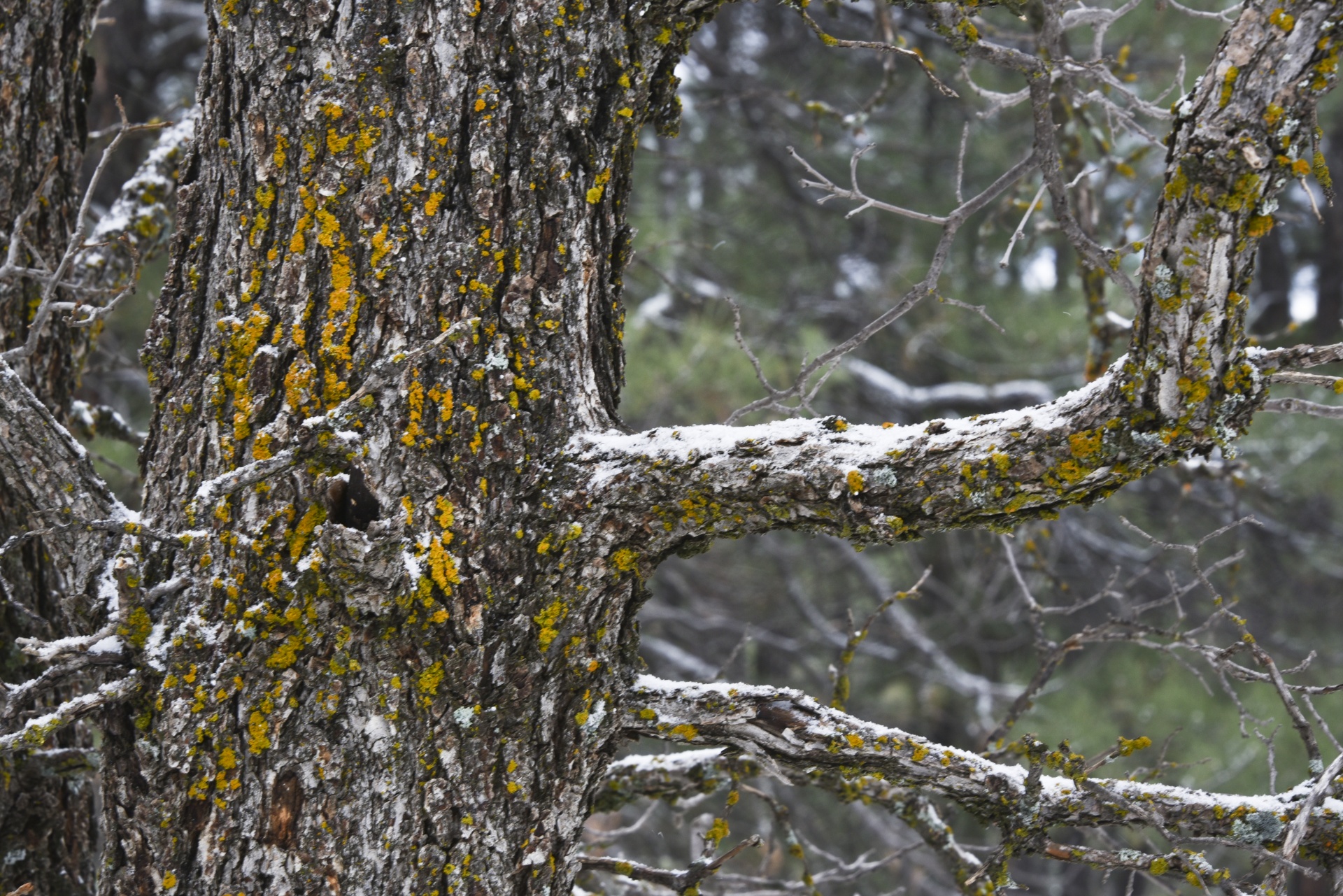 tree moss snow free photo