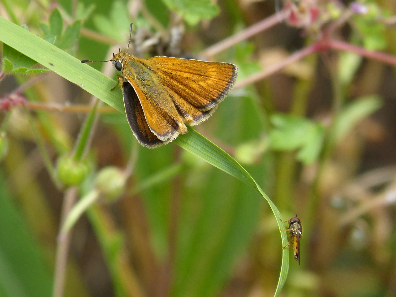 orange moth butterfly episyrphus balteatus free photo