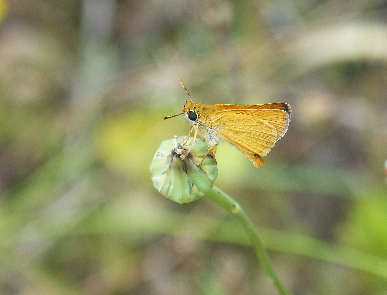 orange moth  butterfly  episyrphus balteatus free photo