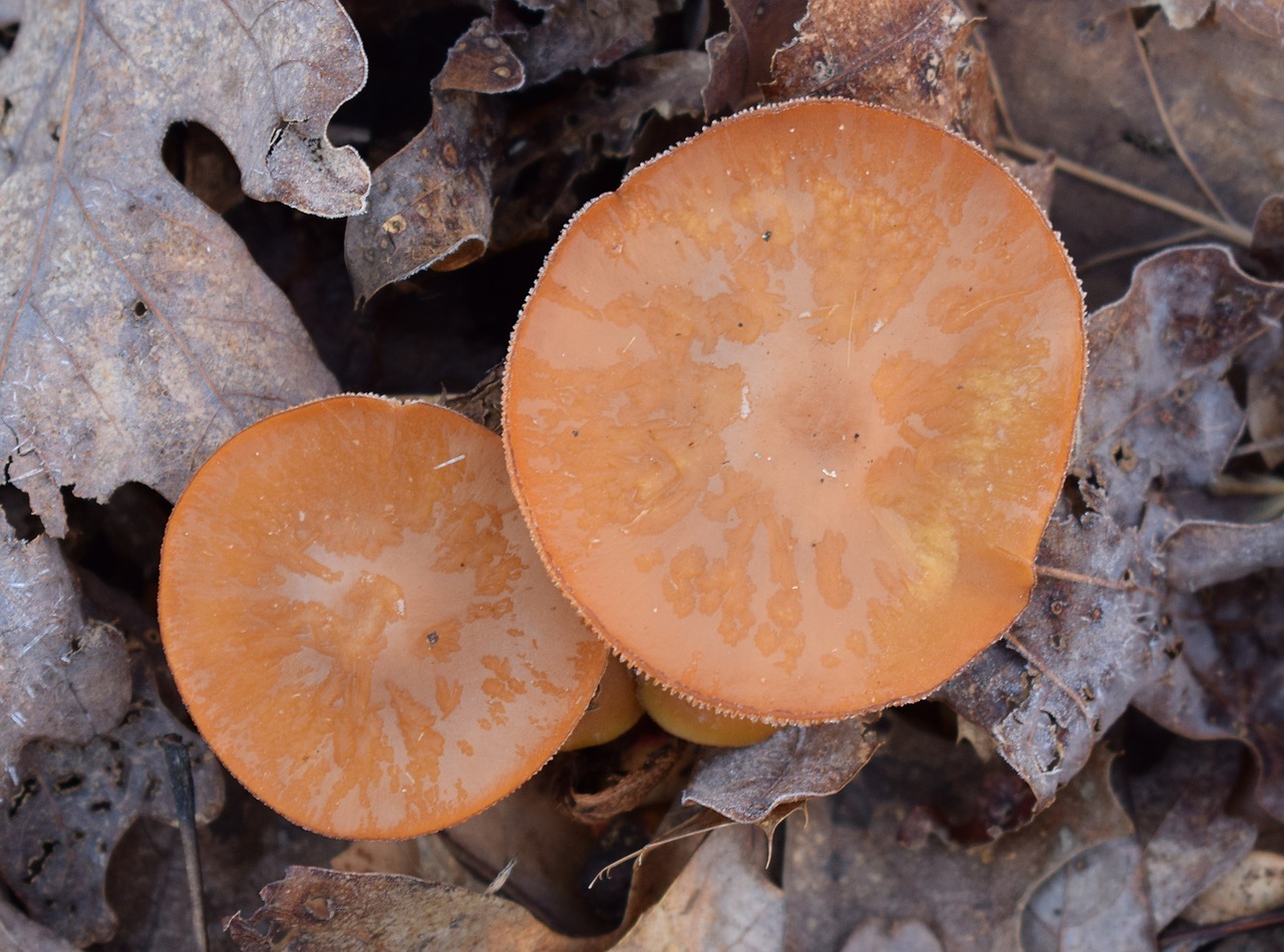 orange mushrooms mushroom fungi free photo