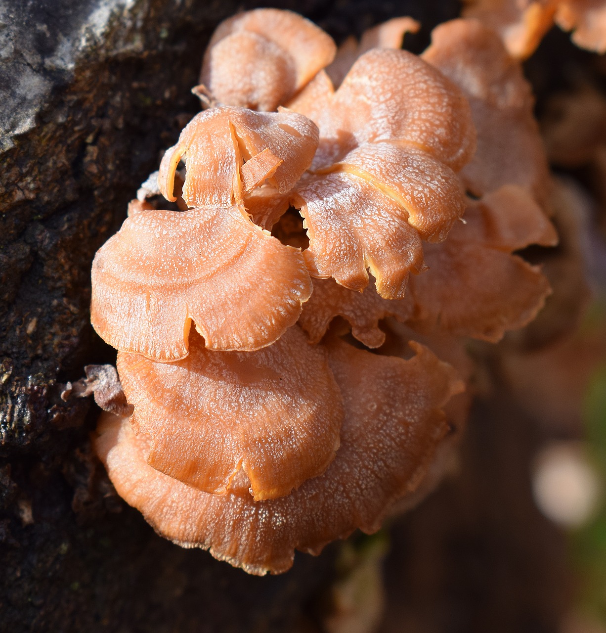 orange mushrooms mushroom shelf fungi free photo