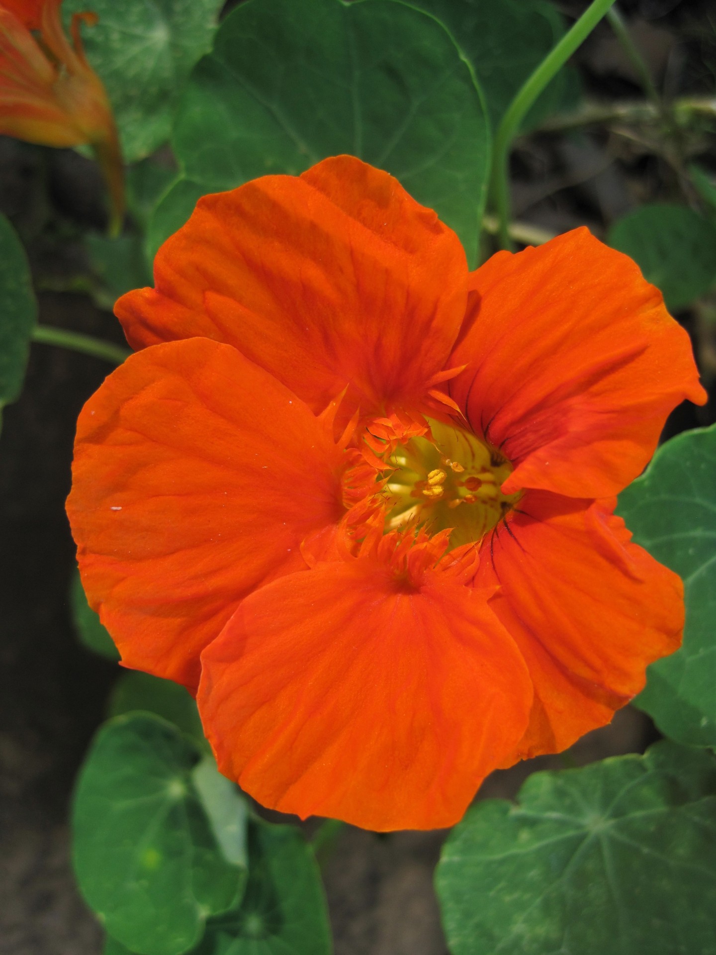 flower nasturtium orange free photo