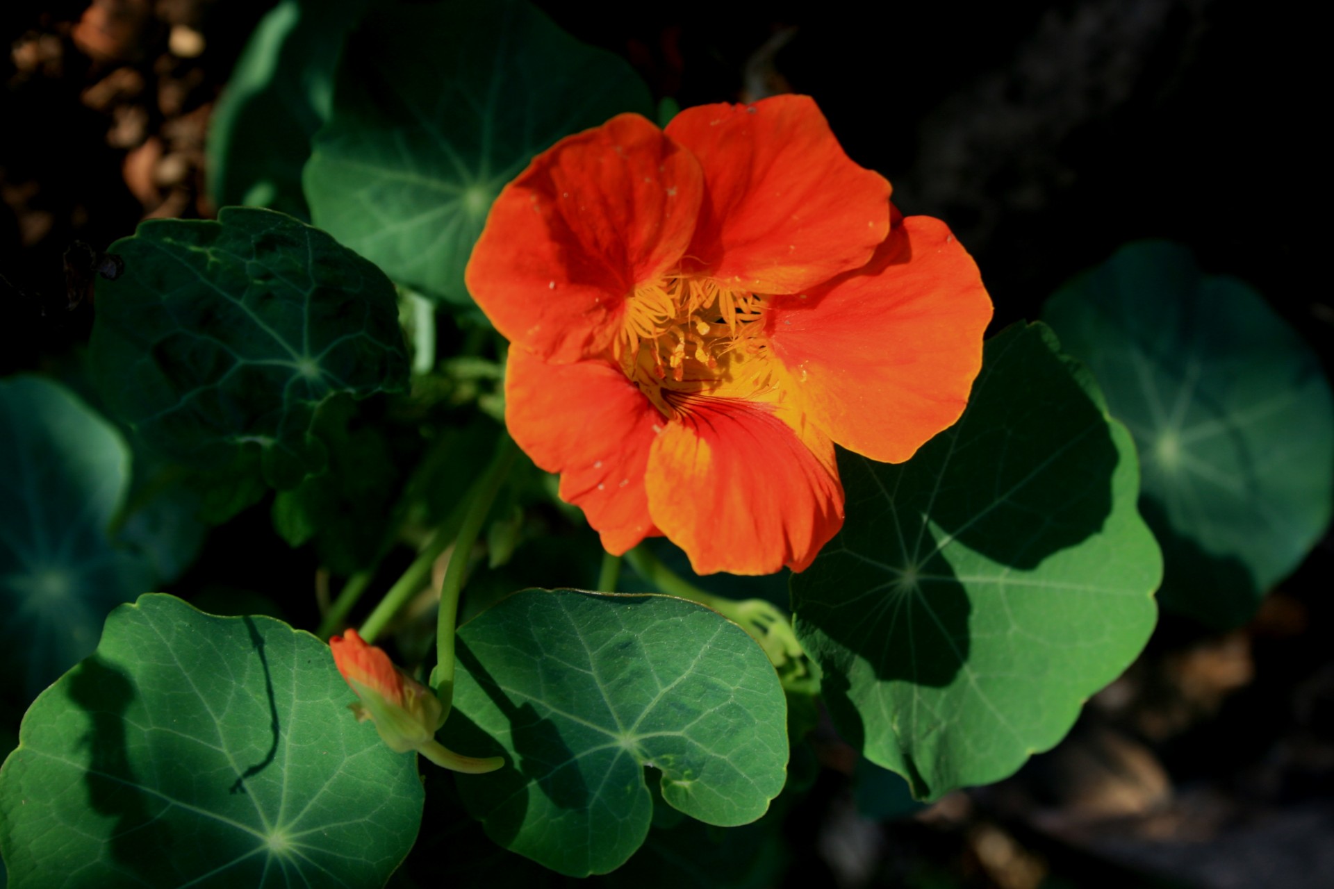 flower orange delicate free photo