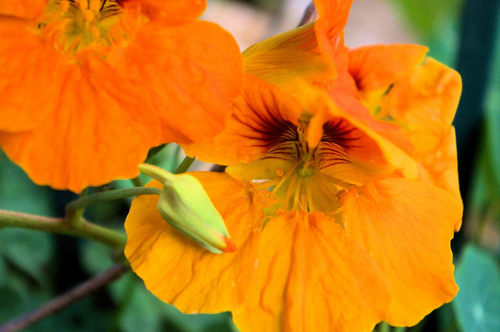 orange nasturtium flower free photo