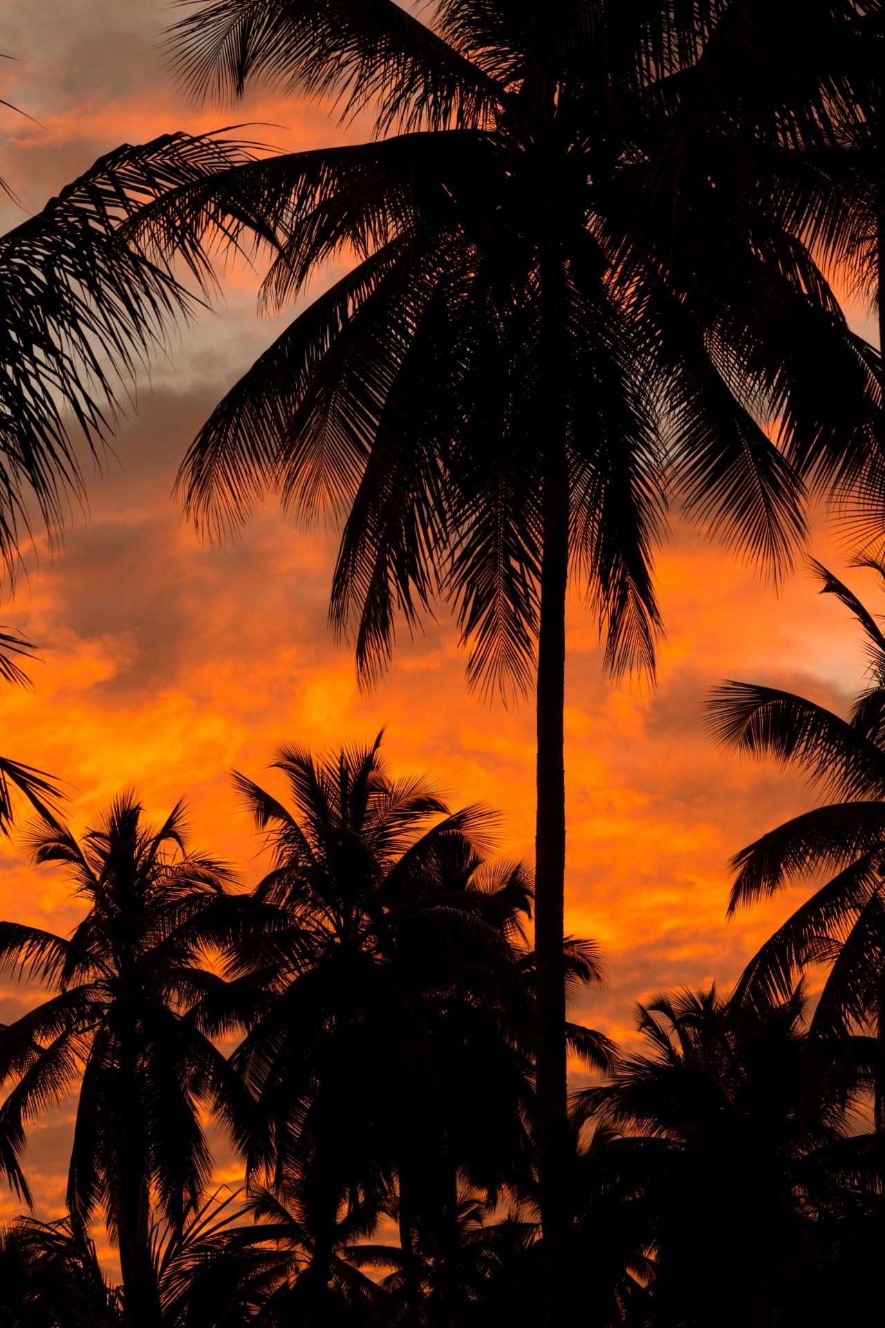 beach coconut dusk free photo