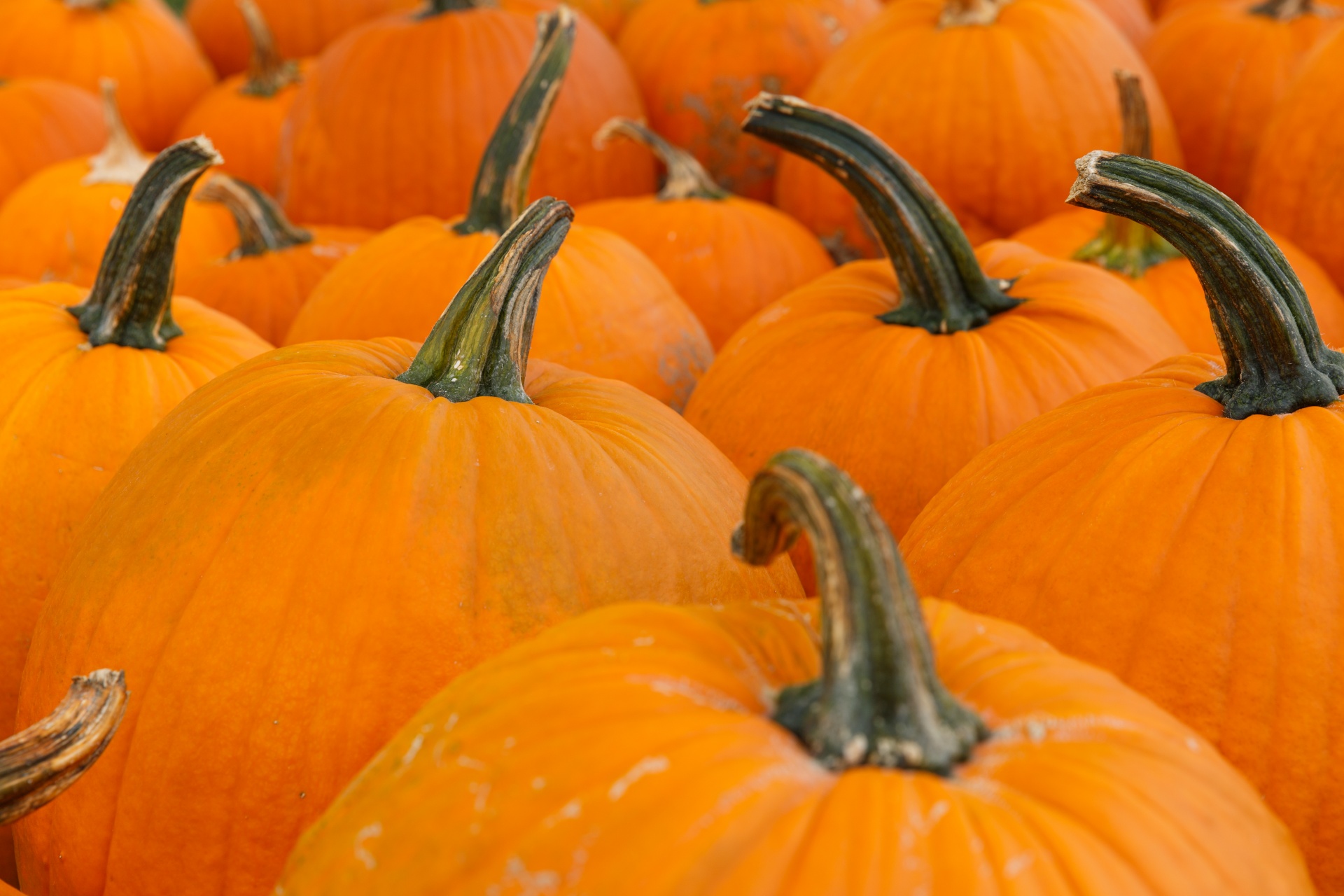 agriculture autumn background free photo