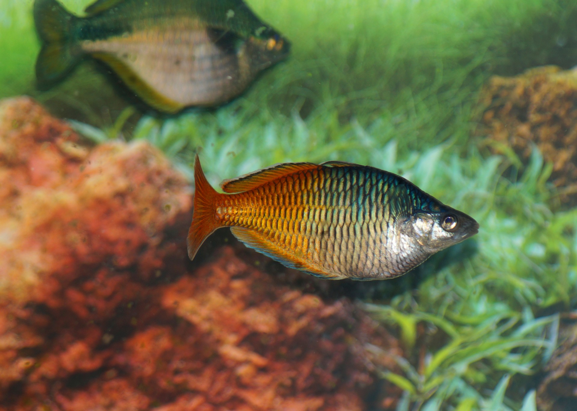 rainbow fish freshwater free photo