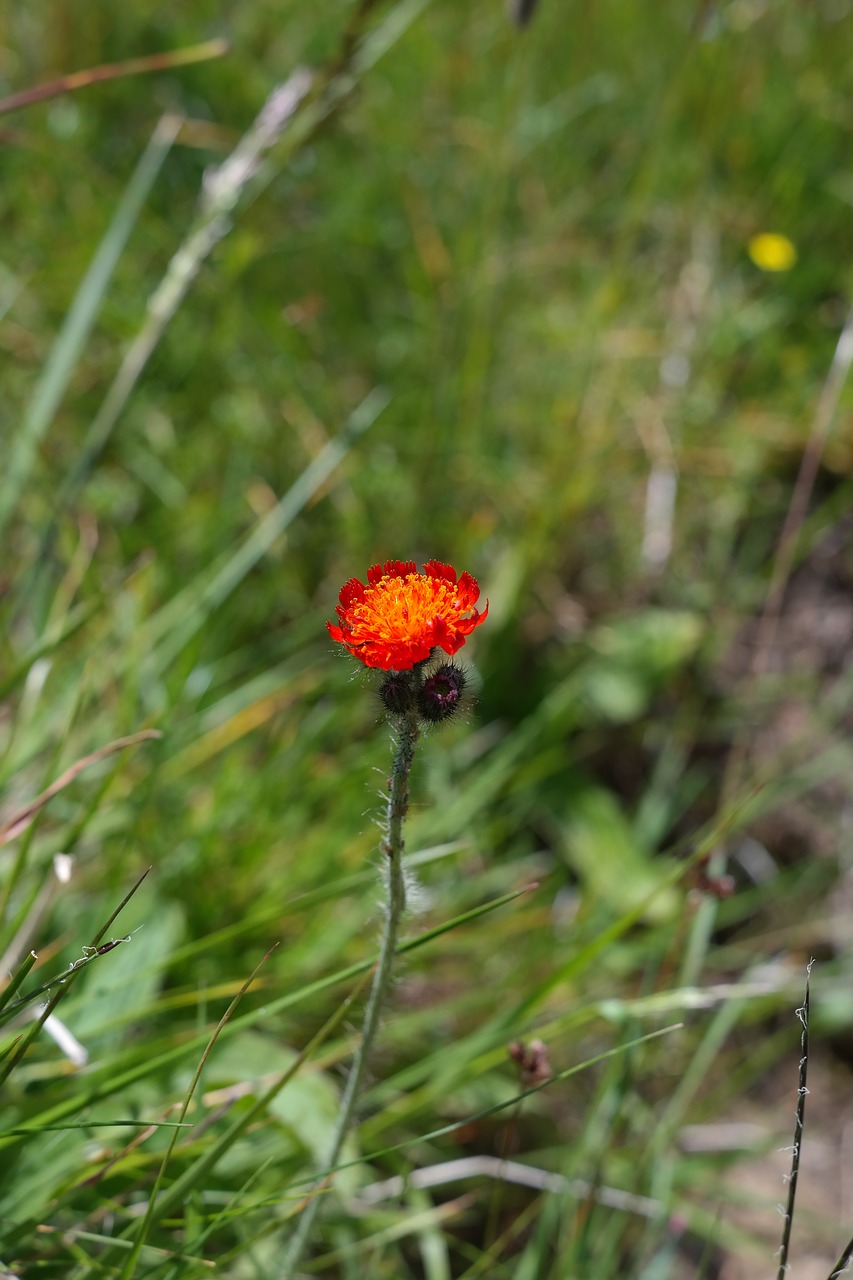 orange red hawkweed flower blossom free photo