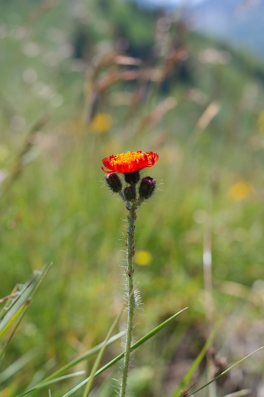 orange red hawkweed flower blossom free photo