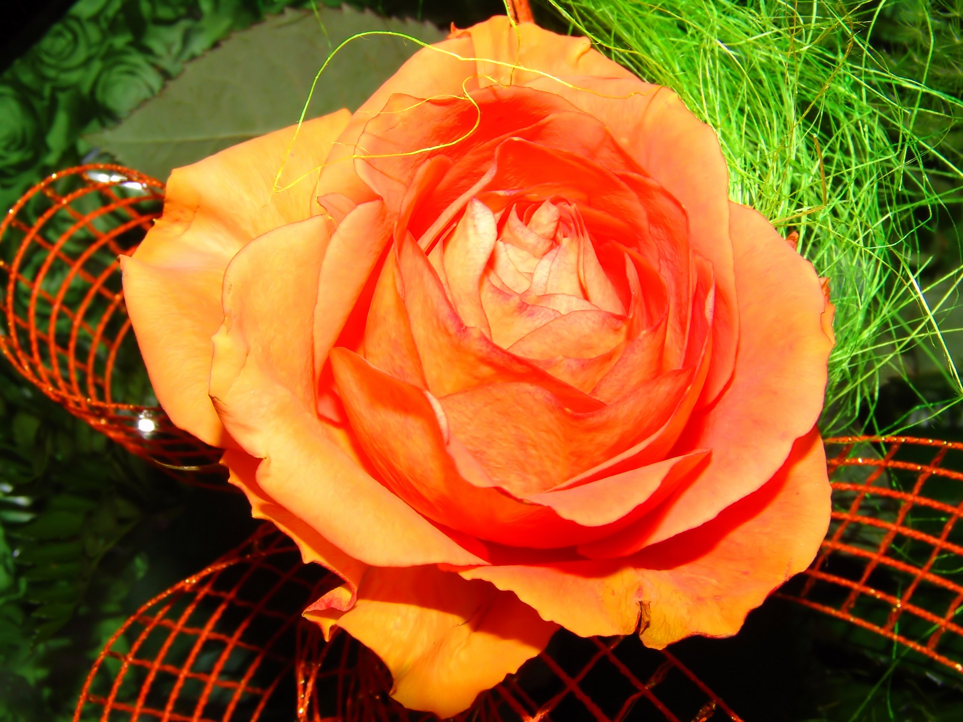 rose blooming orange free photo