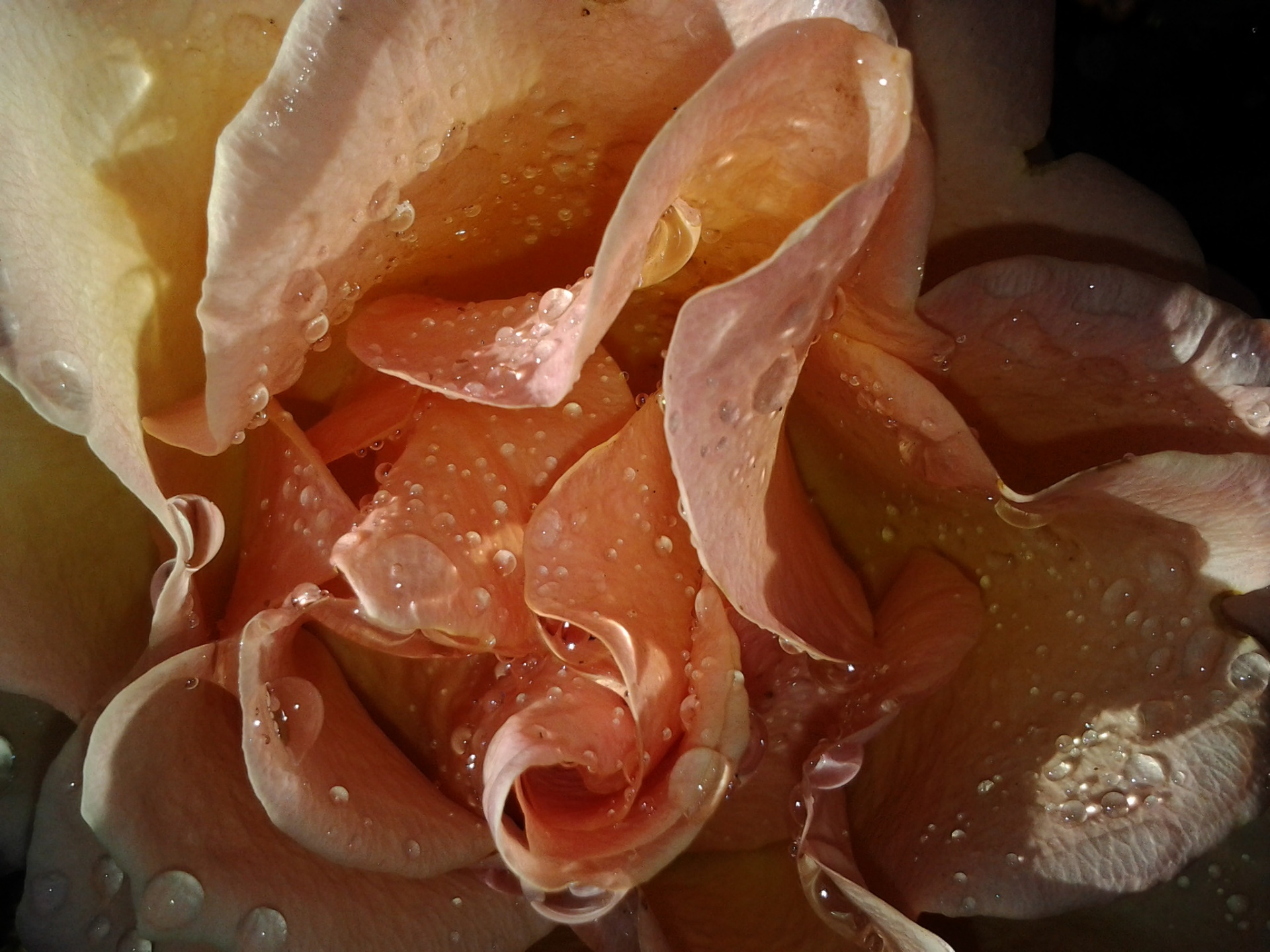 orange rose raindrops free photo