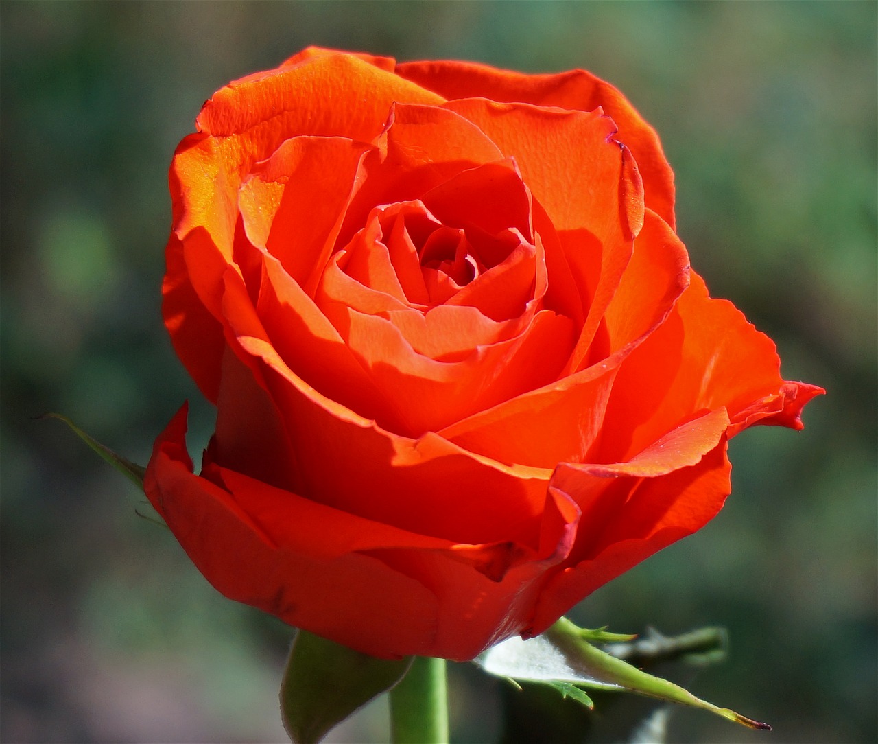 orange rose rose flower free photo