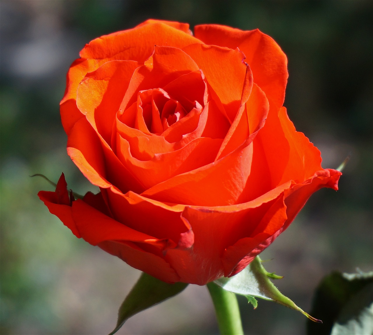 orange rose rose flower free photo