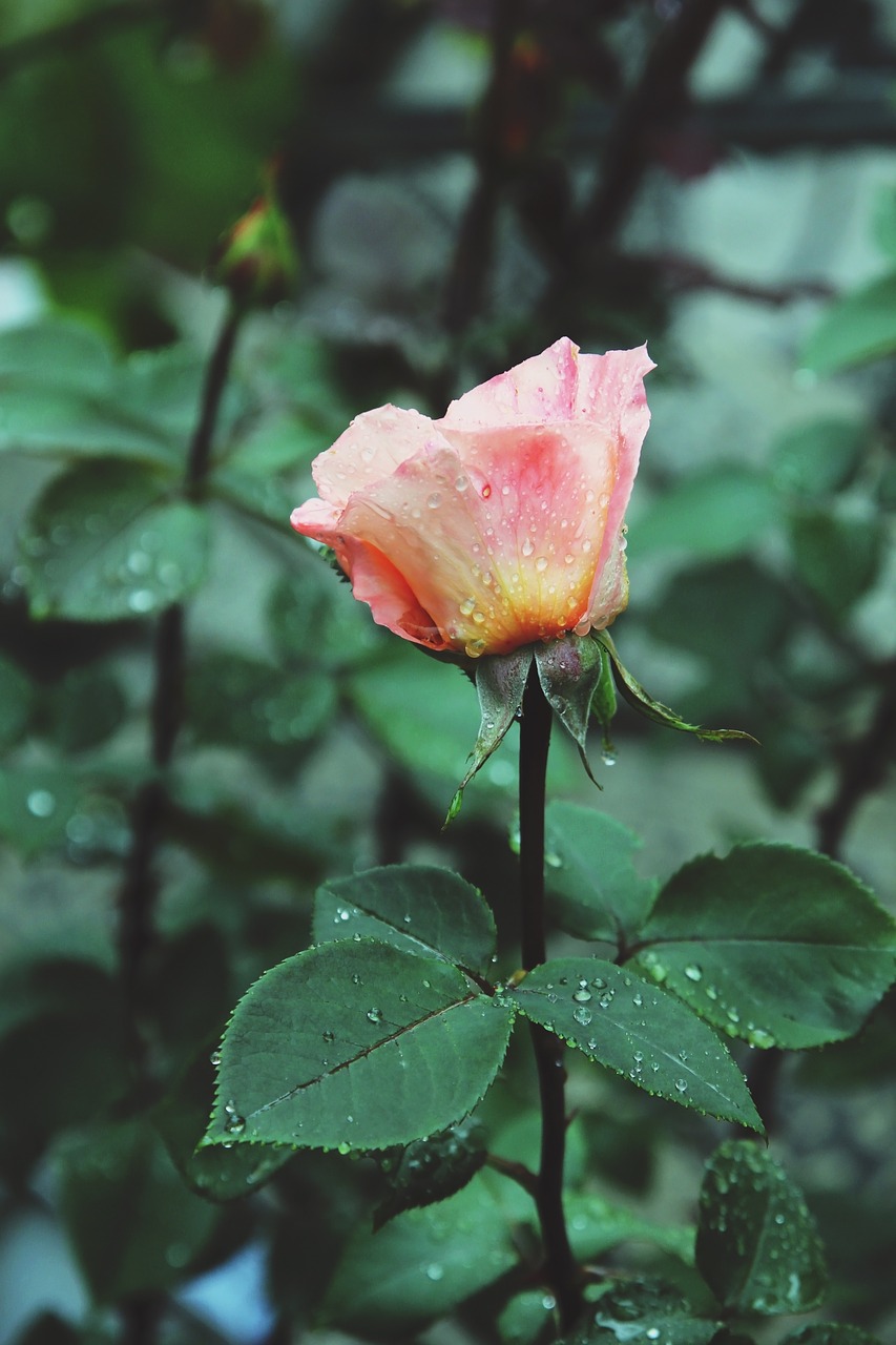 orange rose rain garden free photo