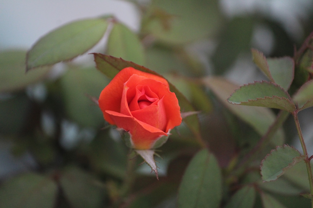 orange rose bud flower free photo